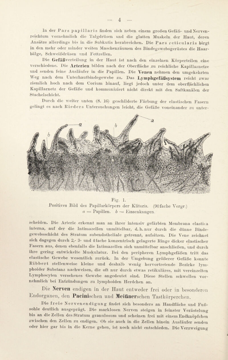 In der Pars papillaris finden sich neben einem großen Gefäß- undNerven- reichtum vornehmlich die Talgdrüsen und die glatten Muskeln der Haut, deren Ansätze allerdings bis in die Subkutis herabreichen. Die Pars reticularis birgt in den mehr oder minder weiten Maschenräumen des BiiuUgewebsgerüstes die Haar¬ bälge, Schweißdrüsen und Fettzellen. Die Gefäßverteilung in der Haut ist nach den einzelnen Körperteilen eine verschiedene. Die Arterien bilden nach der Oberfläche zu reichliche Kapillarnetze und senden feine Ausläufer in die Papillen. Die Venen nehmen den umgekehrten Weg nach dem Unterhautbindegewebe zu. Das Lymphgefäßsystem reicht zwar ziemlich hoch nach dem Corium hinauf, liegt jedoch unter dem oberflächlichen Kapillarnetz der Gefäße und kommuniziert nicht direkt mit den Saftkanälen der Stachelschicht. Durch die weiter unten (S. IG) geschilderte Färbung der elastischen Fasern gelingt es nach Rieders Untersuchungen leicht, die Gefäße voneinander zu unfer¬ tig- 1- Positives Bild des Papillarkörpers der Klitoris. (90fache Vergr.) ci — Papillen, b — Finsenknngen. scheiden. Die Arterie erkennt man an ihrer intensiv gefärbten Membrana elastica interna, auf der die Intimazellen unmittelbar, d. h. nur durch die dünne Binde- gewebsschicht des Stratum subendotheliale getrennt, auf sitzen. Die Vene zeichnet sich dagegen durch 2,- 3- und 4 fache konzentrisch gelagerte Ringe dicker elastischer Fasern aus, denen ebenfalls die Intimazellen sich unmittelbar anschließen, und durch ihre gering entwickelte Muskulatur. Bei den peripheren Lymphgefäßen tritt das elastische Gewebe wesentlich zurück. In der Umgebung größerer Gefäße konnte Ribbert stellenweise kleine und deshalb wenig hervortretende Bezirke lym- phoider Substanz nachweisen, die oft nur durch etwas retikuläres, mit vereinzelten Lymphocyten versehenes Gewebe angedeutet sind. Diese Stellen schwellen vor¬ nehmlich bei Entzündungen zu lymphoiden Herdchen an. Die Nerven endigen in der Hant entweder frei oder in besonderen Endorganen, den Pacinischen und Meißnerschen Tastkörperchen. Die freie Nervenendigung findet sich besonders an Handfläche und Fuß¬ sohle deutlich ausgeprägt. Die marklosen Nerven steigen in feinster Verästelung bis an die Zellen des Stratum granulosum und scheinen frei mit einem Endknöpfchen zwischen den Zellen zu endigen. Ob sie auch in die Zellen hinein Ausläufer senden oder hier gar bis in die Kerne gehen, ist noch nicht entschieden. Die Verzweio-uno-