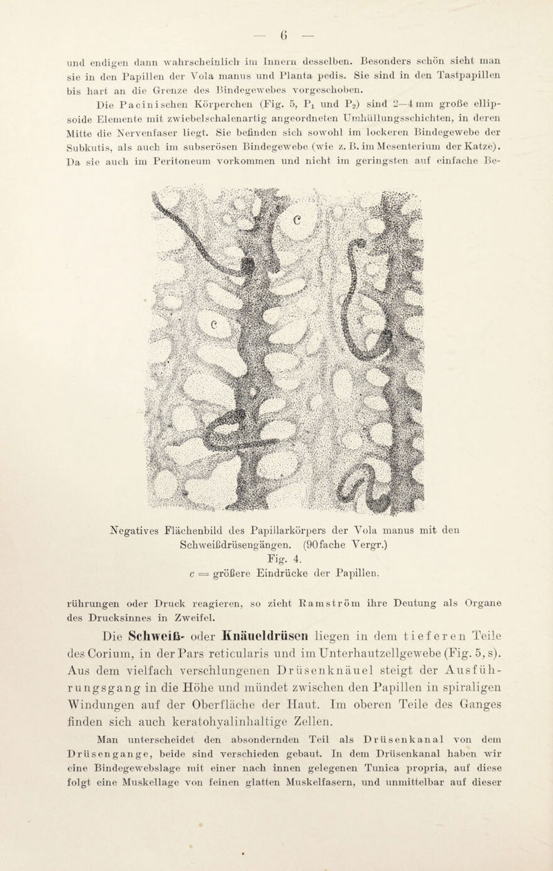 und endigen dann wahrscheinlich im Innern desselben. Besonders schön sieht man sie in den Papillen der Yola manus und Planta pedis. Sie sind in den Tastpapillen bis hart an die Grenze des Bindegewebes vorgeschoben. Die Pa ein i sehen Körperchen (Fig. 5, P± und P2) sind 2—4 mm große ellip- soide Elemente mit zwiebelschalenartig angeordneten Umhüllungsschichten, in deren Mitte die Nervenfaser liegt. Sie befinden sich sowohl im lockeren Bindegewebe der Subkutis, als auch im subserösen Bindegewebe (wie z. B. im Mesenterium der Katze). Da sie auch im Peritoneum Vorkommen und nicht im geringsten auf einfache Be- ^5 •r'Jhi w«MiS I» I, §., vi® Negatives Flächenbild des Papillarkörpers der Yola manus mit den Schweißdrüsengängen. (90 fache Vergr.) Fig. 4. c = größere Eindrücke der Papillen. rührungen oder Druck reagieren, so zieht Kam ström ihre Deutung als Organe des Drucksinnes in Zweifel. Die Schweiß- oder Knäueldrüsen liegen in dem tieferen Teile des Corinna, in der Pars reticularis nnd im Unterhautzellgewebe (Fig. 5, s). Ans dem vielfach verschlungenen Drüsen kn änel steigt der Ausfüh¬ rungsgang in die Höhe und mündet zwischen den Papillen in spiraligen Windungen auf der Oberfläche der Haut. Im oberen Teile des Ganges finden sich auch keratohyalinhaltige Zellen. Man unterscheidet den absondernden Teil als Drii senk anal von dem Drüsengange, beide sind verschieden gebaut. In dem Driisenkanal haben wir eine Bindegewebslage mit einer nach innen gelegenen Tunica propria, auf diese folgt eine Muskellage von feinen glatten Muskelfasern, und unmittelbar auf dieser
