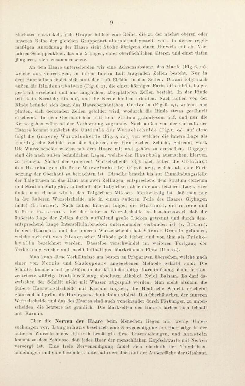 stärksten entwickelt, jede Gruppe bildete eine Reihe, die zu der nächst oberen oder unteren Reihe der gleichen Gruppenart alternierend gestellt war. In dieser regel¬ mäßigen Anordnung der Haare sieht Stöhr übrigens einen Hinweis auf ein Vor¬ fahr en-Schuppenkleid, das aus 2 Lagen, einer oberflächlichen älteren und einer tiefen jüngeren, sich zusammensetzte. An dem Haare unterscheiden wir eine Achsensubstanz, das Mark (Fig. 6, m), welche aus viereckigen, in ihrem Innern Luft tragenden Zellen besteht. Nur in dem Haarbulbus findet sich statt der Luft Eleidin in den Zellen. Darauf folgt nach außen die Rindensubstanz (Fig.6, r), die einen körnigen Farbstoff enthält, längs¬ gestreift erscheint und aus länglichen, abgeplatteten Zellen besteht. In der Rinde tritt kein Keratohyalin auf, und die Kerne bleiben erhalten. Nach außen von der Rinde befindet sich dann das Haaroberhäutchen, Cuticula (Fig. 6, Ci), welches aus platten, sich deckenden Zellen gebildet wird, wodurch die Rinde etwas gezähnelt erscheint. In dem Oberhäutchen tritt kein Stratum granulosum auf, und nur die Kerne gehen während der Verhornung zugrunde. Nach außen von der Cuticula des Haares kommt zunächst die Cuticula der Wurzelscheide (Fig. 6, c2), auf diese folgt die (innere) Wurzelscheide (Fig. 6, iw), von welcher die innere Lage als Huxleysche Schicht von der äußeren, der Henleschen Schicht, getrennt wird. Die Wurzelscheide wächst mit dem Haare mit und gehört zu demselben. Dagegen sind die nach außen befindlichen Lagen, welche den Haarbalg ausmachen, hiervon zu trennen. Nächst der (inneren) Wurzelscheide folgt nach außen die Oberhaut des Haarbalges (äußere Wurzel sch ei de) (Fig. 6, aw), welche als eine Fort¬ setzung der Oberhaut zu betrachten ist. Dieselbe besteht bis zur Einmündungsstelle der Talgdrüsen in das Haar aus zwei Zelllagen, entsprechend dem Stratum corneum und Stratum Malpighii, unterhalb der Talgdrüsen aber nur aus letzterer Lage. Hier findet man ebenso wie in den Talgdrüsen Mitosen. Merkwürdig ist, daß man nur in der äußeren Wurzelscheide, nie in einem anderen Teile des Haares Glykogen findet (Brunner). Nach außen hiervon folgen die Glashaut, die innere und äußere Faserhaut. Bei der äußeren Wurzelscheide ist beachtenswert, daß die äußerste Lage der Zellen durch auffallend große Lücken getrennt und durch dem¬ entsprechend lange Interzellularbrücken untereinander verbunden ist (v. Brunn). In dem Haarmark und der inneren Wurzelscheide hat Vörner Granula gefunden, welche sich mit van Gieson scher Methode gelb färben und von ihm als Tr ich o- hyalin bezeichnet werden. Dasselbe verschwindet im weiteren Fortgang der Verhornung wieder und macht lufthaltigen Markräumen Platz (Unna). Man kann diese Verhältnisse am besten an Präparaten übersehen, welche nach einer von Norris und Shakspeare angegebenen Methode gefärbt sind: Die Schnitte kommen auf je 20 Min. in die käufliche Indigo-Karminlösung, dann in kon¬ zentrierte wäßrige Oxalsäurelösung, absoluten Alkohol, Xylol, Balsam. Es darf da¬ zwischen der Schnitt nicht mit Wasser abgespült werden. Man sieht alsdann die äußere Haarwurzelscheide mit Karmin tingiert, die Henlesche Schicht erscheint glänzend hellgrün, die Huxleysche dunkelblau-violett. Das Oberhäutchen der inneren Wurzelscheide und das des Haares sind auch voneinander durch Färbungen zu unter¬ scheiden, die letztere ist grünlich. Die Markzellen des Haares färben sich lebhaft mit Karmin. Über die Nerven der Haare beim Menschen liegen nur wenig Unter¬ suchungen vor. Langerhans beschrieb eine Nervenendigung am Haarbalge in der äußeren Wurzelscheide. Eberth bestätigte diese Untersuchungen, und Arnstein kommt zu dem Schlüsse, daß jedes Haar der menschlichen Kopfschwarte mit Nerven versorgt ist. Eine freie Nervenendigung findet sich oberhalb der Talgdrüsen- mündungen und eine besonders unterhalb derselben auf der Außenfläche der Glashaut.
