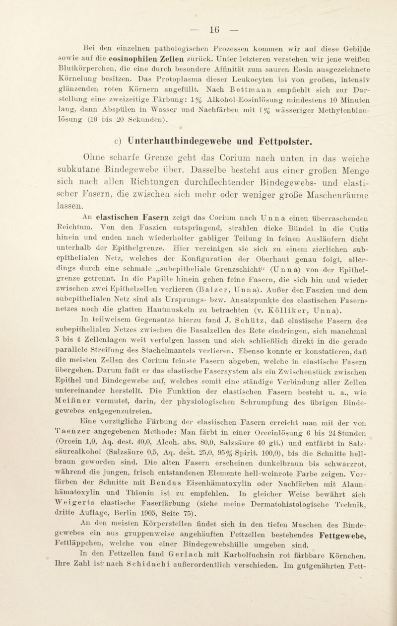 Bei den einzelnen pathologischen Prozessen kommen wir auf diese Gebilde sowie auf die eosinophilen Zellen zurück. Unter letzteren verstehen wir jene weißen Blutkörperchen, die eine durch besondere Affinität zum sauren Eosin ausgezeichnete Körnelung besitzen. Das Protoplasma dieser Leukocyten ist von großen, intensiv glänzenden roten Körnern angefüllt. Nach Bettmann empfiehlt sich zur Dar¬ stellung eine zweizeitige Färbung: 1% Alkohol-Eosinlösung mindestens 10 Minuten lang, dann Abspülen in Wasser und Nachfärben mit 1% wässeriger Methylenblau¬ lösung (10 bis 20 Sekunden). c) Unterhautbindegewebe und Fettpolster. Ohne scharfe Grenze geht das Corinm nach unten in das weiche subkutane Bindegewebe über. Dasselbe besteht aus einer groben Menge sich nach allen Richtungen durchflechtender Bindegewebs- und elasti¬ scher Fasern, die zwischen sich mehr oder weniger große Maschenräume lassen. An elastischen Fasern zeigt das Corium nach Unna einen überraschenden E eich tum. Von den Faszien entspringend, strahlen dicke Bündel in die Cutis hinein und enden nach wiederholter gabliger Teilung in feinen Ausläufern dicht unterhalb der Epithelgrenze. Hier vereinigen sie sich zu einem zierlichen sub¬ epithelialen Netz, welches der Konfiguration der Oberhaut genau folgt, aller¬ dings durch eine schmale „subepitheliale Grenzschicht« (Unna) von der Epithel¬ grenze getrennt. In die Papille hinein gehen feine Fasern, die sich hin und wieder zwischen zwei Epithelzellen verlieren (Balz er, Unna). Außer den Faszien und dem subepithelialen Netz sind als Ursprungs- bzw. Ansatzpunkte des elastischen Fasern¬ netzes noch die glatten Hautmuskeln zu betrachten (v. Kölliker, Unna). In teilweisem Gegensätze hierzu fand J. Schütz, daß elastische Fasern des subepithelialen Netzes zwischen die Basalzellen des Eete ein dringen, sich manchmal 3 bis 4 Zellenlagen weit verfolgen lassen und sich schließlich direkt in die gerade parallele Streifung des Stachelmantels verlieren. Ebenso konnte er konstatieren, daß die meisten Zellen des Corium feinste Fasern abgeben, welche in elastische Fasern übergehen. Darum faßt er das elastische Fasersystem als ein Zwischenstück zwischen Epithel und Bindegewebe auf, welches somit eine ständige Verbindung aller Zellen untereinander herstellt. Die Funktion der elastischen Fasern besteht u. a., wie Meißner vermutet, darin, der physiologischen Schrumpfung des übrigen Binde¬ gewebes entgegenzutreten. Fine vorzügliche Färbung der elastischen Fasern erreicht man mit der von Taenzer angegebenen Methode: Man färbt in einer Orceinlösung 6 bis 24Stunden (Orcein 1,0, Aq. dest. 40,0, Alcoh. abs. 80,0, Salzsäure 40 gtt.) und entfärbt in Salz¬ säurealkohol (Salzsäure 0,5, Aq. dest. 25,0, 95% Spirit. 100,0), bis die Schnitte hell¬ braun geworden sind. Die alten Fasern erscheinen dunkelbraun bis schwarzrot, während die jungen, frisch entstandenen Elemente hell-weinrote Farbe zeigen. Vor¬ färben der Schnitte mit Ben das Eisenhämatoxylin oder Nachfärben mit Alaun- hämatoxylin und Thionin ist zu empfehlen. In gleicher Weise bewährt sich Weigerts elastische Faserfärbung (siehe meine Dermatohistologische Technik, dritte Auflage, Berlin 1905, Seite 75). An den meisten Körperstellen findet sich in den tiefen Maschen des Binde¬ gewebes ein aus gruppenweise angehäuften Fettzellen bestehendes Fettgewebe, Fettläppchen, welche von einer Bindegewebshülle umgeben sind. In den Fettzellen fand Gerl ach mit Karbolfuchsin rot färbbare Körnchen. Ihre Zahl ist’nach Schidachi außerordentlich verschieden. Im gutgenährten Fett-