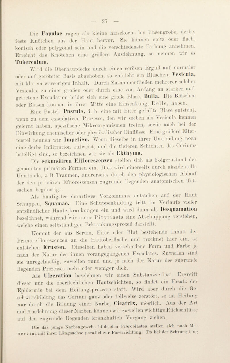 Die Papulae ragen als kleine hirsekorn- bis linsengroße, derbe, feste Knötchen ans der Haut hervor. Sie können spitz oder Hach, konisch oder polygonal sein und die verschiedenste bärbung annehmen. Erreicht das Knötchen eine größere Ausdehnung, so nennen wir es Tuberculum. Wird die Oberhautdecke durch einen serösen Erguß auf normaler oder auf geröteter Basis abgehoben, so entsteht ein Bläschen, V esicula, mit klarem wässerigen Inhalt. Durch Zusammenfließen mehrerer solchei Vesiculae zu einer großen oder durch eine von Anfang an stäiker auf¬ getretene Exsudation bildet sich eine große Blase, Bulla. Die Bläschen oder Blasen können in ihrer Mitte eine Einsenkung, Delle, haben. Eine Pustel, Pustula, d. b. eine mit Eiter gefüllte Blase entsteht, wenn zu dem exsudativen Prozesse, den wir soeben als A esicula kennen gelernt haben, spezifische Mikroorganismen treten, sowie auch bei der Einwirkung chemischer oder physikalischer Einflüsse. Eine größere Eiter¬ pustel nennen wir Impetigo. Wenn dieselbe in ihrer Umrandung noch eine derbe Infiltration aufweist, und die tieferen Schichten des Coriums beteiligt sind, so bezeichnen wir sie als Ekthyma. Die sekundären Effloreszenzen stellen sich als Folgezustand der genannten primären Formen ein. Dies wird einerseits durch akzidentelle Umstände, z.B. Traumen, andrerseits durch den physiologischen Ablauf der den primären Effloreszenzen zugrunde liegenden anatomischen Tat¬ sachen begünstigt. Als häufigstes derartiges Vorkommnis entstehen auf der Haut Schuppen, Squamae. Eine Schuppenbildung tritt im Verlaufe vieler entzündlicher Hauterkrankungen ein und wird dann als Desquamation bezeichnet, während wir unter Pityriasis eine Abschuppung verstehen, welche einen selbständigen Erkrankungsprozeß darstellt. Kommt der aus Serum, Eiter oder Blut bestehende Inhalt der Primäreffloreszenzen an die Hautoberfläche und trocknet hier ein, so entstehen Krusten. Dieselben haben verschiedene Form und Farbe je nach der Xatur des ihnen vorangegangenen Exsudates. Zuweilen sind sie unregelmäßig, zuweilen rund und je nach der Natur des zugrunde liegenden Prozesses mehr oder weniger dick. Als Elzeration bezeichnen wir einen Substanzverlust. Ergreift dieser nur die oberflächlichen Hautschichten, so findet ein Eisatz der Epidermis bei dem Heilungsprozesse statt. Wird aber durch die Ge¬ schwürsbildung das Corium ganz oder teilweise zerstört, so ist Heilung nur durch die Bildung einer Narbe, Cicatrix, möglich. Aus der Art und Ausdehnung dieser Narben können wir zuweilen wichtige Rückschlüsse auf den zugrunde liegenden krankhaften Vorgang ziehen. Die (las junge Narbengewebe bildenden Fibroblasten stellen sich nach Mi¬ ne r v i n i mit ihrer Längsachse parallel zur Faserrichtung. Da bei dei Schiumpiiirig i