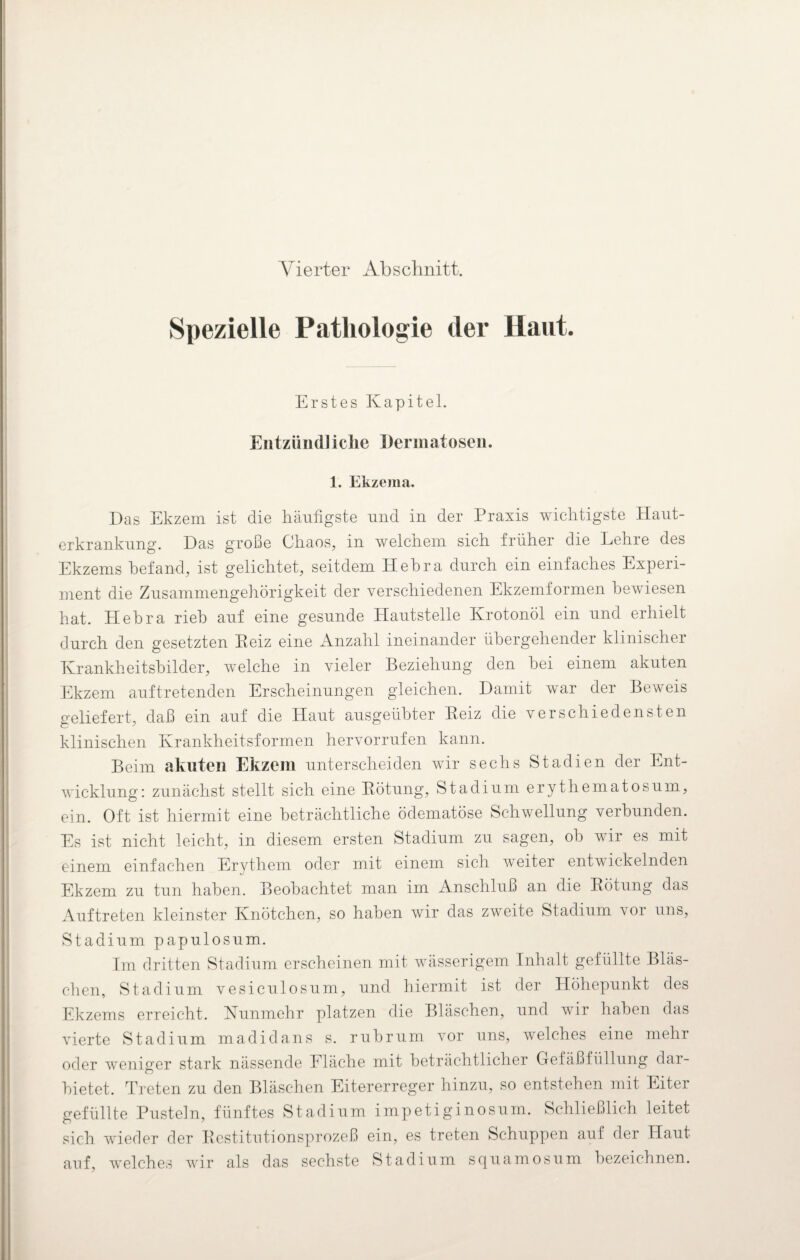 Vierter Abschnitt. Spezielle Pathologie der Haut. Erstes Kapitel. Entzündliche Dermatosen. 1. Ekzema. Das Ekzem ist die häufigste und in der Praxis wichtigste Haut¬ erkrankung. Das große Chaos, in welchem sich früher die Lehre des Ekzems befand, ist gelichtet, seitdem Hebra durch ein einfaches Experi¬ ment die Zusammengehörigkeit der verschiedenen Ekzemformen bewiesen hat. Hebra rieh auf eine gesunde Hautstelle Krotonöl ein und erhielt durch den gesetzten Heiz eine Anzahl ineinander übergehender klinischer Krankheitsbilder, welche in vieler Beziehung den hei einem akuten Ekzem auf tretenden Erscheinungen gleichen. Damit war der Beweis geliefert, daß ein auf die Haut ausgeiihter Reiz die verschiedensten klinischen Krankheitsformen hervorrufen kann. Beim akuten Ekzem unterscheiden wir sechs Stadien der Ent¬ wicklung: zunächst stellt sich eine Rötung, Stadium erythematosum, ein. Oft ist hiermit eine beträchtliche ödematöse Schwellung verbunden. Es ist nicht leicht, in diesem ersten Stadium zu sagen, ob wir es mit einem einfachen Erythem oder mit einem sich weiter entwickelnden Ekzem zu tun haben. Beobachtet man im Anschluß an die Rötung das Auftreten kleinster Knötchen, so haben wir das zweite Stadium vor uns, Stadium papulosum. Im dritten Stadium erscheinen mit wässerigem Inhalt gefüllte Bläs¬ chen, Stadium vesiculosum, und hiermit ist der Höhepunkt des Ekzems erreicht. Nunmehr platzen die Bläschen, und wir haben das vierte Stadium madidans s. rubrum vor uns, welches eine mehr oder weniger stark nässende Fläche mit beträchtlicher Gefäß Füllung dar¬ bietet. Treten zu den Bläschen Eitererreger hinzu, so entstehen mit Eiter gefüllte Pusteln, fünftes Stadium impetiginosum. Schließlich leitet sich wieder der Restitutionsprozeß ein, es treten Schuppen auf der Haut auf, welches wir als das sechste Stadium squamosum bezeichnen.