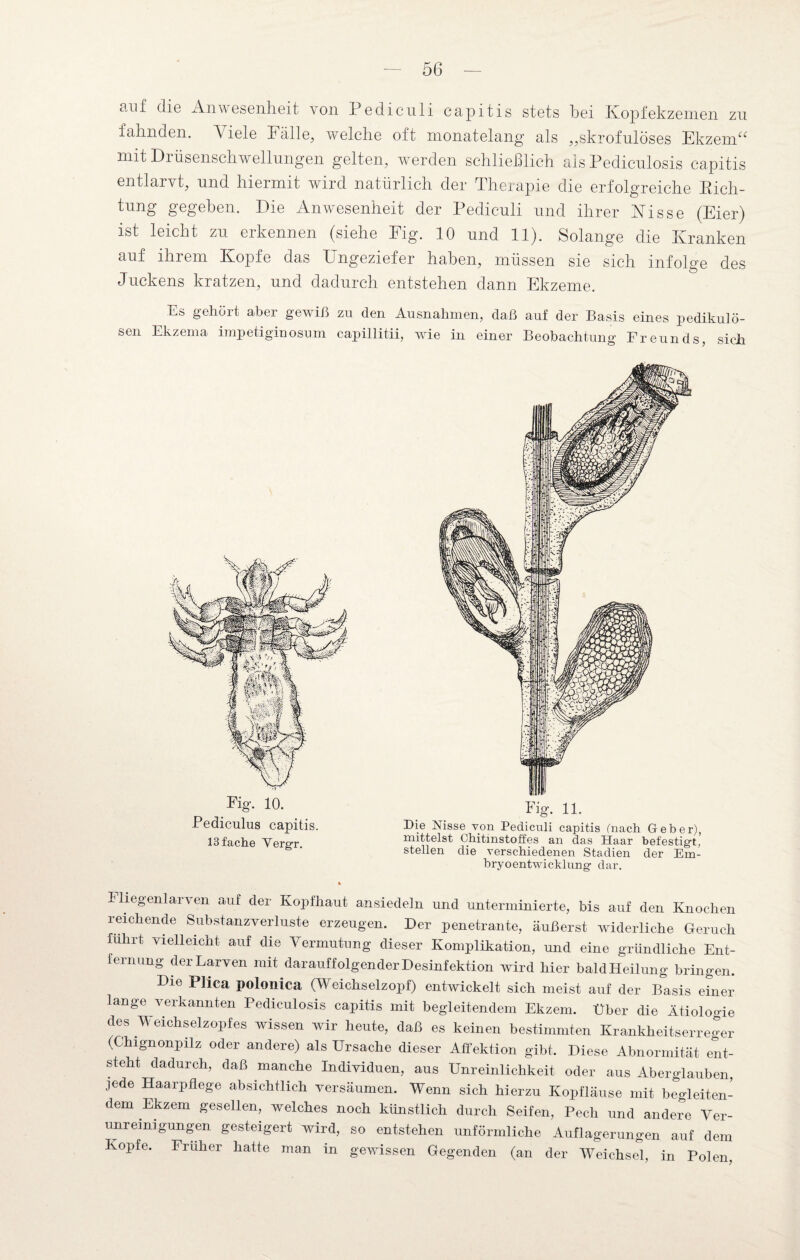 auf die Anwesenheit von Pediculi capitis stets bei Kopfekzemen zu fahnden. Viele Fälle, welche oft monatelang als „skrofulöses Ekzem“ mit Drüsenschwellungen gelten, werden schließlich als Pedieulosis capitis entlarvt, und hiermit wird natürlich der Therapie die erfolgreiche Kich- tuiig gegeben. Die Anwesenheit der Pediculi und ihrer Visse (Eier) ist leicht zu erkennen (siehe Fig. 10 und 11). Solange die Kranken auf ihrem Kopfe das Ungeziefer haben, müssen sie sich infolge des Juckens kratzen, und dadurch entstehen dann Ekzeme. Es gehört aber gewiß zu den Ausnahmen, daß auf der Basis eines pedikulö- sen Ekzema impetiginosum capillitii, wie in einer Beobachtung Freunds, sich Pediculus capitis. 13 fache Yergr. Fig. 11. Die Nisse von Pediculi capitis (nach Geber), mittelst Chitinstoffes an das Haar befestigt, stellen die verschiedenen Stadien der Em¬ bryoentwicklung dar. Fliegenlarven auf der Kopfhaut ansiedeln und unterminierte, bis auf den Knochen reichende Substanzverluste erzeugen. Der penetrante, äußerst widerliche Geruch führt vielleicht auf die Vermutung dieser Komplikation, und eine gründliche Ent¬ fernung der Larven mit darauffolgender Desinfektion wird hier baldHeilung bringen. Die Plica polonica (Weichselzopf) entwickelt sich meist auf der Basis einer lange verkannten Pedieulosis capitis mit begleitendem Ekzem. Über die Ätiologie des Weichselzopfes wissen wir heute, daß es keinen bestimmten Krankheitserreger (Chignonpilz oder andere) als Ursache dieser Affektion gibt. Diese Abnormität ent¬ steht dadurch, daß manche Individuen, aus Unreinlichkeit oder aus Aberglauben jede Haarpflege absichtlich versäumen. Wenn sich hierzu Kopfläuse mit bloleiten- dem Ekzem gesellen, welches noch künstlich durch Seifen, Pech und andele Ver¬ unreinigungen gesteigert wird, so entstehen unförmliche Auflagerungen auf dem Kopfe. Früher hatte man in gewissen Gegenden (an der Weichsel, in Polen,