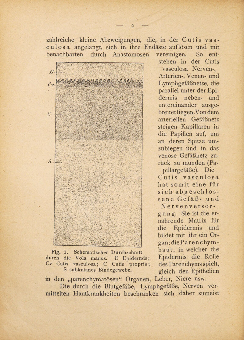 zahlreiche kleine Abzweigungen, die, in der Cutis vas- c u 1 o s a angelangt, sich in ihre Endäste auflösen und mit benachbarten durch Anastomosen So ent- der Cutis vereinigen, stehen in vasculosa Nerven-, Arterien-, Venen- und Lymphgefäßnetze, die parallel unter der Epi¬ dermis neben- und untereinander ausge¬ breitet liegen.Von dem arteriellen Gefäßnetz steigen Kapillaren in die Papillen auf, um an deren Spitze um¬ zubiegen und in das venöse Gefäßnetz zu¬ rück zu münden (Pa- pillargefäße). Die Cutis vasculosa hat somit eine für sich abg eschlos- sene Gefäß- und N ervenversor- g u n g. Sie ist die er¬ nährende Matrix für die Epidermis und bildet mit ihr ein Or¬ gan: die Par enchym- haut, in welcher die Epidermis die Rolle des Parenchyms spielt, gleich den Epithelien in den „parenchymatösen“ Organen, Leber, Niere usw. Die durch die Blutgefäße, Lymphgefäße, Nerven ver¬ mittelten Hautkrankheiten beschränken sich daher zumeist durch die Vola manus. E Epidermis; Cv Cutis vasculosa; C Cutis propria; S subkutanes Bindegewebe.