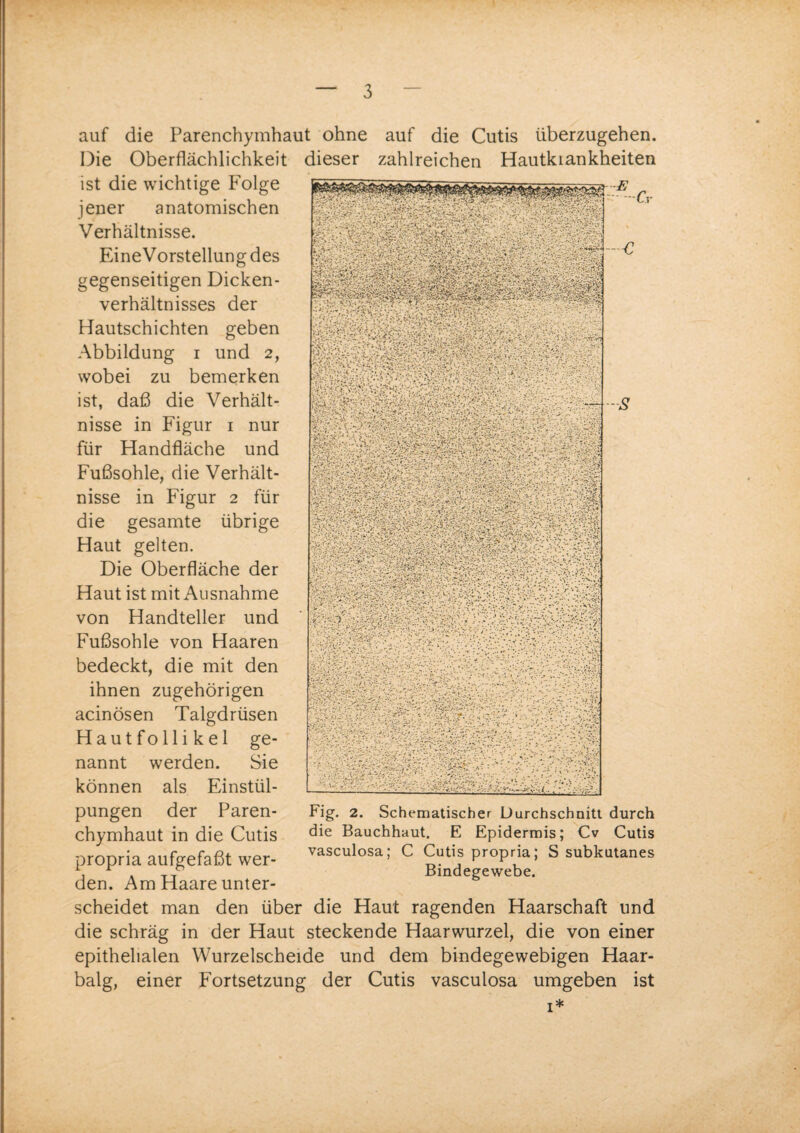 auf die Parenchymhaut ohne auf die Cutis überzugehen. Die Oberflächlichkeit dieser zahlreichen Hautkiankheiten ist die wichtige Folge jener anatomischen Verhältnisse. EineVorstellungdes gegenseitigen Dicken¬ verhältnisses der Hautschichten geben Abbildung i und 2, wobei zu bemerken ist, daß die Verhält¬ nisse in Figur 1 nur für Handfläche und Fußsohle, die Verhält¬ nisse in Figur 2 für die gesamte übrige Haut gelten. Die Oberfläche der Haut ist mit Ausnahme von Handteller und Fußsohle von Haaren bedeckt, die mit den ihnen zugehörigen acinösen Talgdrüsen Hautfollikel ge¬ nannt werden. Sie können als Einstül¬ Fig. 2. Schematischer Durchschnitt durch die Bauchhaut. E Epidermis; Cv Cutis vasculosa; C Cutis propria; S subkutanes Bindegewebe. pungen der Paren¬ chymhaut in die Cutis propria aufgefaßt wer¬ den. Am Haare unter¬ scheidet man den über die Haut ragenden Haarschaft und die schräg in der Haut steckende Haarwurzel, die von einer epithelialen Wurzelscheide und dem bindegewebigen Haar¬ balg, einer Fortsetzung der Cutis vasculosa umgeben ist