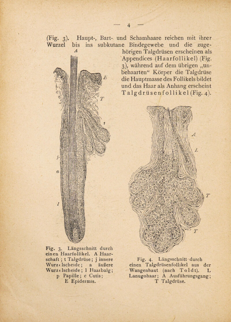 (Fig. 3). Haupt-, Bart- und Schamhaare reichen mit ihrer Wurzel bis ins subkutane Bindegewebe und die zuge- A hörigen Talgdrüsen erscheinen als Appendices (Haarfollikel) (Fig. 3), während auf dem übrigen „un¬ behaarten“ Körper die Talgdrüse die Hauptmasse des Follikels bildet und das Haar als Anhang erscheint Talgdrüsenfollikel (Fig. 4). Fig. 3. Längsschnitt durch einen Haarfollikel. A Haar¬ schaft ; t Talgdrüse; j innere Wurzt lscheide; a äußere Wurztischeide ; 1 Haaibalg; p Papille ; c Cutis ; E Epidermis. Wangenhaut (nach Toi dt). L Lanugohaar; A Ausführungsgang; T Talgdrüse.