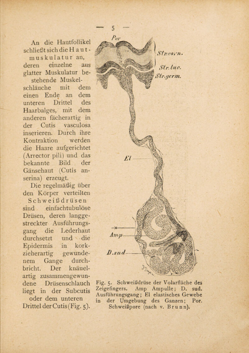 An die Hautfollikel schließt sich die H a u t - muskulatur an, deren einzelne aus glatter Muskulatur be¬ stehende Muskel¬ schläuche mit dem einen Ende an dem unteren Drittel des Haarbalges, mit dem anderen fächerartig in der Cutis vasculosa inserieren. Durch ihre Kontraktion werden die Haare aufgerichtet (Arrector pili) und das bekannte Bild der Gänsehaut (Cutis an- serina) erzeugt. Die regelmäßig über den Körper verteilten Schweißdrüsen sind einfachtubulöse Drüsen, deren langge¬ streckter Ausführungs¬ gang die Lederhaut durchsetzt und die Epidermis in kork¬ zieherartig gewunde¬ nem Gange durch¬ bricht. Der knäuel¬ artig zusammengewun¬ dene Drüsenschlauch liegt in der Subcutis oder dem unteren Fig. 5. Schweißdrüse der Volarfläche des Zeigefingers. Amp Ampulle; D. sud. Ausführungsgang; El elastisches Gewebe in der Umgebung des Ganzen; Por.