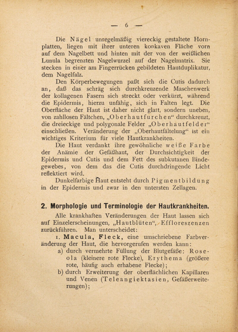 Die Nägel unregelmäßig viereckig gestaltete Horn¬ platten, liegen mit ihrer unteren konkaven Fläche vorn auf dem Nagelbett und hinten mit der von der weißlichen Lunula begrenzten Nagelwurzel auf der Nagelmatrix. Sie stecken in einer am Fingerrücken gebildeten Hautduplikatur, dem Nagelfalz. Den Körperbewegungen paßt sich die Cutis dadurch an, daß das schräg sich durchkreuzende Maschenwerk der kollagenen Fasern sich streckt oder verkürzt, während die Epidermis, hierzu unfähig, sich in Falten legt. Die Oberfläche der Haut ist daher nicht glatt, sondern uneben, von zahllosen Fältchen, „O b e r h a u t f u r c h e n“ durchkreuzt, die dreieckige und polygonale Felder „Oberhautfelder“ einschließen. Veränderung der „Oberhautfältelung“ ist ein wichtiges Kriterium für viele Hautkrankheiten. Die Haut verdankt ihre gewöhnliche weiße Farbe der Anämie der Gefäßhaut, der Durchsichtigkeit der Epidermis und Cutis und dem Fett des subkutanen Binde¬ gewebes , von dem das die Cutis durchdringende Licht reflektiert wird. Dunkelfarbige flaut entsteht durch Pigmentbildupg in der Epidermis und zwar in den untersten Zellagen. 2. Morphologie und Terminologie der Hautkrankheiten. Alle krankhaften Veränderungen der Haut lassen sich auf Einzelerscheinungen, „Hautblüten“, Effloreszenzen zurückführen. Man unterscheidet: i. Macula, Fleck, eine umschriebene Farbver¬ änderung der Haut, die hervorgerufen werden kann: a) durch vermehrte Füllung der Blutgefäße: Rose- o 1 a (kleinere rote Flecke), Erythema (größere rote, häufig auch erhabene Flecke); b) durch Erweiterung der oberflächlichen Kapillaren und Venen (Teleangiektasien, Gefäßerweite¬ rungen) ;