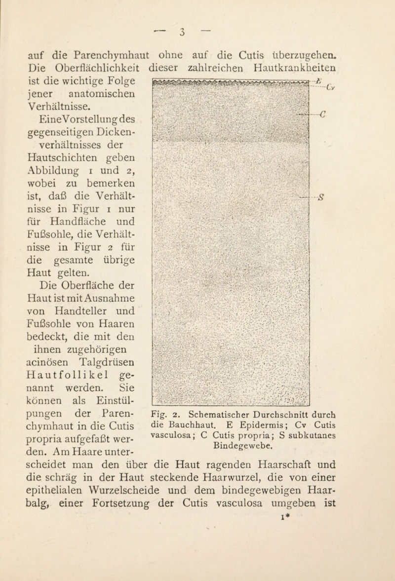 auf die Parenchymhaut ohne auf die Cutis iiberzugehem Die Oberflächlichkeit dieser zahlreichen Hautkrankheiten ist die wichtige Folge jener anatomischen Verhältnisse. EineVorstellungdes gegenseitigen Dicken¬ verhältnisses der Hautschichten geben Abbildung i und 2, wobei zu bemerken ist, daß die Verhält¬ nisse in Figur 1 nur für Handfläche und Fußsohle, die Verhält¬ nisse in Figur 2 für die gesamte übrige Haut gelten. Die Oberfläche der Haut ist mit Ausnahme von Handteller und Fußsohle von Haaren bedeckt, die mit den ihnen zugehörigen acinösen Talgdrüsen Hautfollikel ge¬ nannt werden. Sie können als Einstül¬ pungen der Paren¬ chymhaut in die Cutis propria aufgefaßt wer¬ den. Am Haare unter¬ die Bauchhaut. E Epidermis; Cv Cutis vasculosa; C Cutis propria; S subkutanes Bindegewebe. scheidet man den über die Haut ragenden Haarschaft und die schräg in der Haut steckende Haarwurzel, die von einer epithelialen Wurzelscheide und dem bindegewebigen Haar¬ balg, einer Fortsetzung der Cutis vasculosa umgeben ist 1*