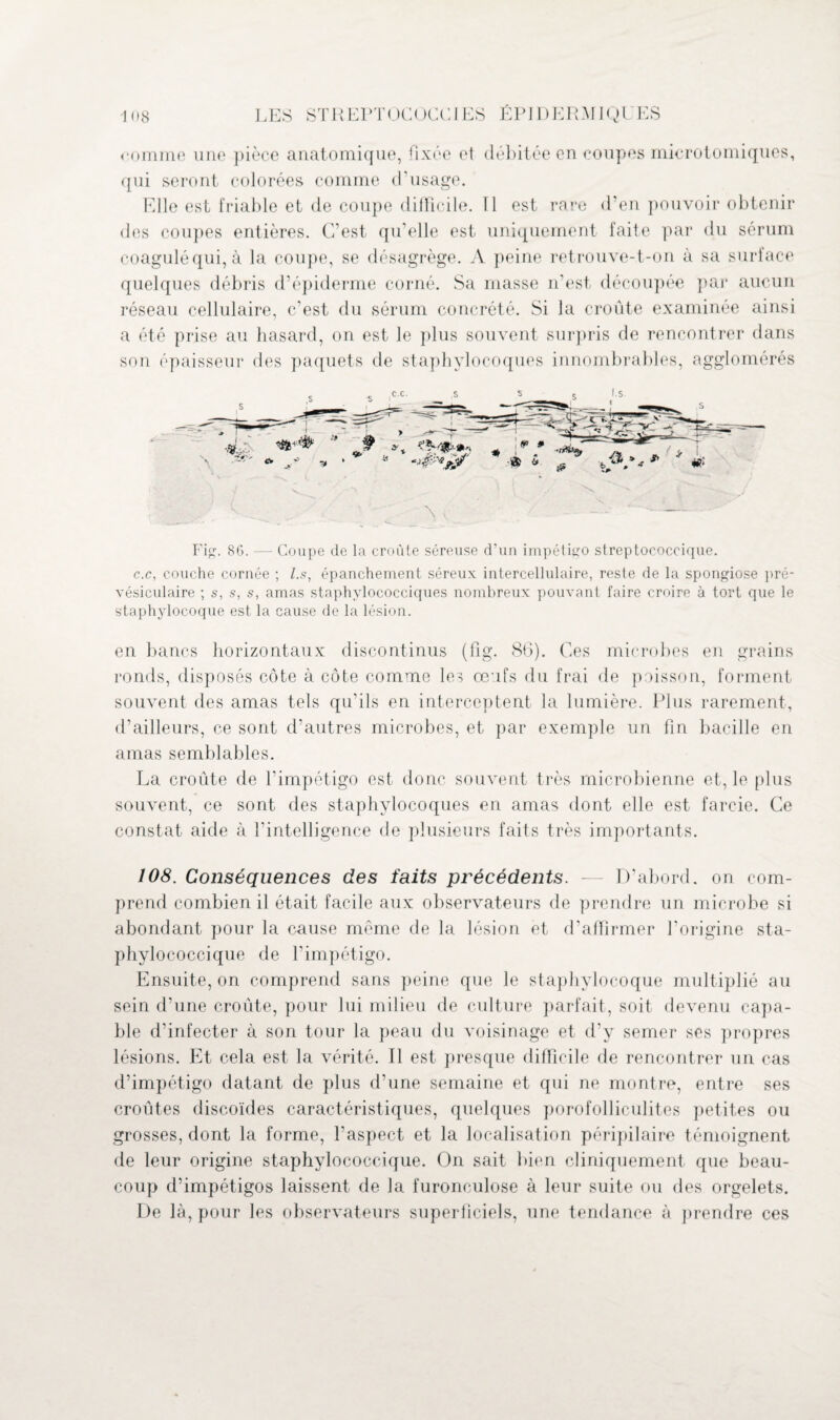 comme une pièce anatomique, fixée et débitée en coupes microtomiques, qui seront colorées comme d’usage. Fdle est friable et de coupe difficile. 11 est rare d’en pouvoir obtenir des coupes entières. C’est qu’elle est uniquement faite par du sérum coagulé qui, à la coupe, se désagrège. A peine retrouve-t-on à sa surface quelques débris d’épiderme corné. Sa masse n’est découpée par aucun réseau cellulaire, c’est du sérum concrété. Si la croûte examinée ainsi a été prise au hasard, on est le plus souvent surpris de rencontrer dans son épaisseur des paquets de staphylocoques innombrables, agglomérés Fig. 8G. — Coupe de la croûte séreuse d'un impétigo streptococcique. c.c, couche cornée ; l.s, épanchement séreux intercellulaire, reste de la spongiose pré¬ vésiculaire ; s, s, s, amas staphylococciques nombreux pouvant faire croire à tort que le staphylocoque est la cause de la lésion. en bancs horizontaux discontinus (fig. 86). Ces microbes en grains ronds, disposés côte à côte comme les œufs du frai de poisson, forment souvent des amas tels qu’ils en interceptent la lumière. Plus rarement, d’ailleurs, ce sont d’autres microbes, et par exemple un fin bacille en amas semblables. La croûte de l’impétigo est donc souvent très microbienne et, le plus souvent, ce sont des staphylocoques en amas dont elle est farcie. Ce constat aide à l’intelligence de plusieurs faits très importants. 108. Conséquences des faits précédents. — D’abord, on com¬ prend combien il était facile aux observateurs de prendre un microbe si abondant pour la cause même de la lésion et d’affirmer l’origine sta¬ phylococcique de l’impétigo. Ensuite, on comprend sans peine que le staphylocoque multiplié au sein d’une croûte, pour lui milieu de culture parfait, soit devenu capa¬ ble d’infecter à son tour la peau du voisinage et d’y semer ses propres lésions. Et cela est la vérité. Il est presque difficile de rencontrer un cas d’impétigo datant de plus d’une semaine et qui ne montre, entre ses croûtes discoïdes caractéristiques, quelques porofolliculites petites ou grosses, dont la forme, faspect et la localisation péripilaire témoignent de leur origine staphylococcique. On sait bien cliniquement que beau¬ coup d’impétigos laissent de la furonculose à leur suite ou des orgelets. I)e là, pour les observateurs superficiels, une tendance à prendre ces