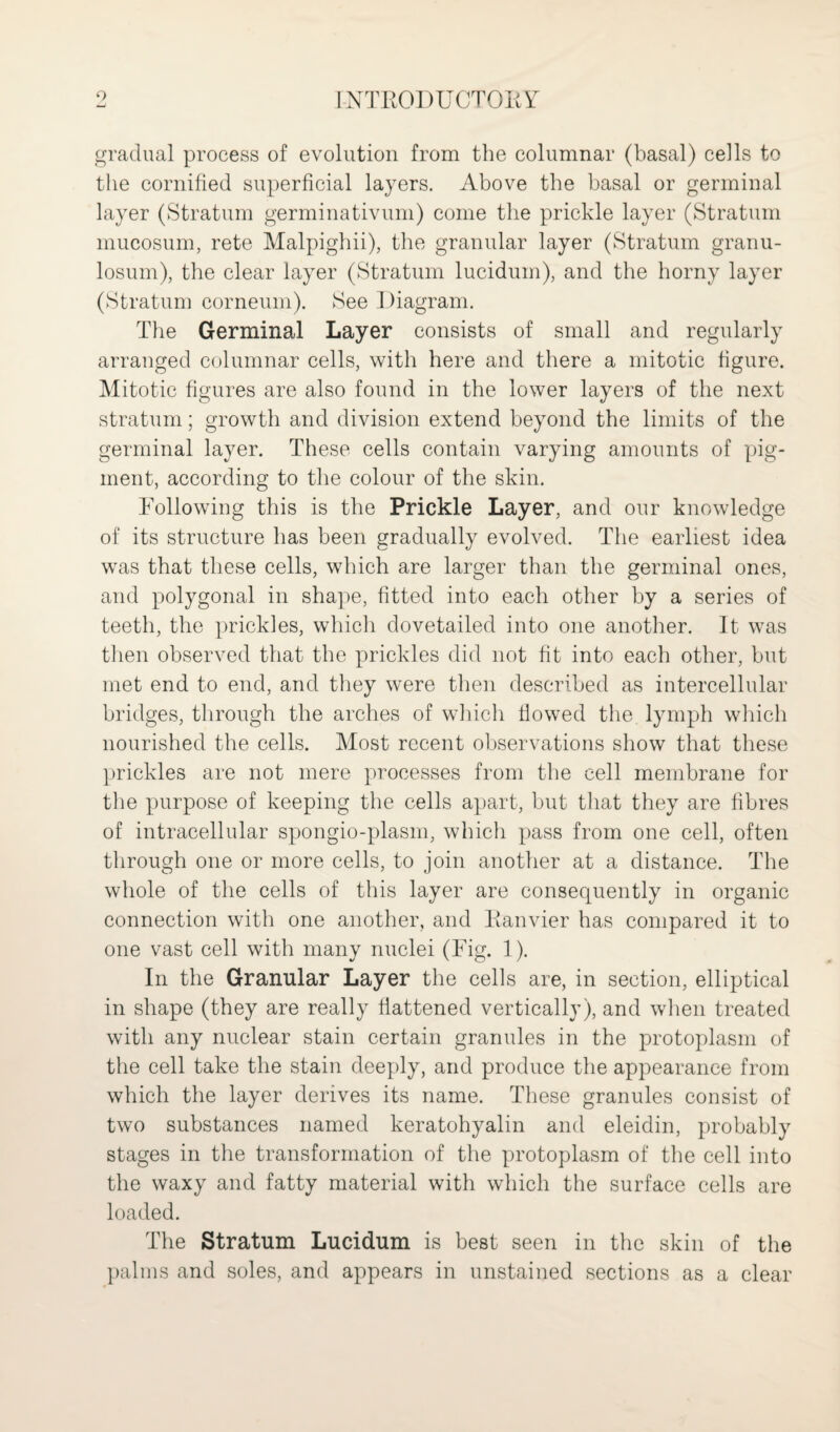gradual process of evolution from the columnar (basal) cells to the cornified superficial layers. Above the basal or germinal layer (Stratum germinativum) come the prickle layer (Stratum mucosum, rete Malpighii), the granular layer (Stratum granu- losum), the clear layer (Stratum lucidum), and the horny layer (Stratum corneum). See Diagram. The Germinal Layer consists of small and regularly arranged columnar cells, with here and there a mitotic figure. Mitotic figures are also found in the lower layers of the next stratum; growth and division extend beyond the limits of the germinal layer. These cells contain varying amounts of pig¬ ment, according to the colour of the skin. Following this is the Prickle Layer, and our knowledge of its structure has been gradually evolved. The earliest idea was that these cells, which are larger than the germinal ones, and polygonal in shape, fitted into each other by a series of teeth, the prickles, which dovetailed into one another. It was then observed that the prickles did not fit into each other, but met end to end, and they were then described as intercellular bridges, through the arches of which flowed the lymph which nourished the cells. Most recent observations show that these prickles are not mere processes from the cell membrane for the purpose of keeping the cells apart, but that they are fibres of intracellular spongio-plasm, which pass from one cell, often through one or more cells, to join another at a distance. The whole of the cells of this layer are consequently in organic connection with one another, and Eanvier has compared it to one vast cell with many nuclei (Fig. 1). In the Granular Layer the cells are, in section, elliptical in shape (they are really flattened vertically), and when treated with any nuclear stain certain granules in the protoplasm of the cell take the stain deeply, and produce the appearance from which the layer derives its name. These granules consist of two substances named keratohyalin and eleidin, probably stages in the transformation of the protoplasm of the cell into the waxy and fatty material with which the surface cells are loaded. The Stratum Lucidum is best seen in the skin of the palms and soles, and appears in unstained sections as a clear