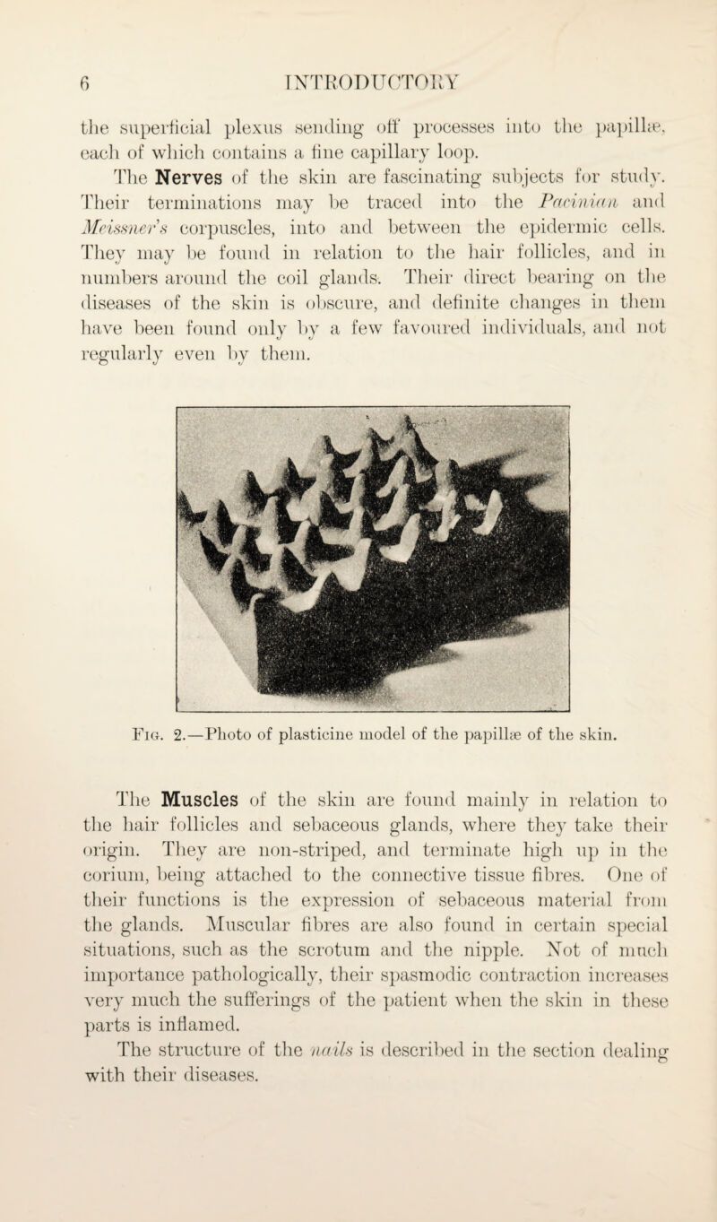 tlie superficial plexus sending off processes into the papilhe, each of which contains a tine capillary loop. The Nerves of the skin are fascinating subjects for study. Their terminations may he traced into the Pacinian and Meissners corpuscles, into and between the epidermic cells. They may be found in relation to the hair follicles, and in numbers around the coil glands. Their direct bearing on the diseases of the skin is obscure, and definite changes in them have been found only by a few favoured individuals, and not regularly even by them. T1 le Muscles of the skin are found mainly in relation to the hair follicles and sebaceous glands, where they take their origin. They are non-striped, and terminate high up in the corium, being attached to the connective tissue fibres. One of their functions is the expression of sebaceous material from the glands. Muscular fibres are also found in certain special situations, such as the scrotum and the nipple. Not of much importance pathologically, their spasmodic contraction increases very much the sufferings of the patient when the skin in these parts is inflamed. The structure of the nails is described in the section dealing o with their diseases.
