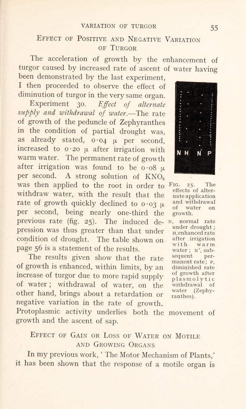VARIATION OF TURGOR N H N P Effect of Positive and Negative Variation of Turgor The acceleration of growth by the enhancement of turgor caused by increased rate of ascent of water having been demonstrated by the last experiment, I then proceeded to observe the effect of diminution of turgor in the very same organ. Experiment 30. Effect of alternate supply and withdrawal of water.—The rate of growth of the peduncle of Zephyranthes in the condition of partial drought was, as already stated, 0-04 p per second, increased to 0-20 g, after irrigation with warm water. The permanent rate of growth after irrigation was found to be o- 08 g per second. A strong solution of KNOs was then applied to the root in order to Fl(f withdraw water, with the result that the rate of growth quickly declined to 0-03 g per second, being nearly one-third the previous rate (fig. 25). The induced de- N> normal rate pression was thus greater than that under under drought; condition of drought. The table shown on page 56 is a statement of the results. The results given show that the rate of growth is enhanced, within limits, by an increase of turgor due to more rapid supply of water; withdrawal of water, on the other hand, brings about a retardation or negative variation in the rate of growth. Protoplasmic activity underlies both the movement of growth and the ascent of sap. 25- The effects of alter- nate application and withdrawal of water on growth. h,enhanced rate after irrigation with warm water ; n', sub- sequent per- manent rate; p, diminished rate of growth after plasmolytic withdrawal of water (Zephy- ranthes). Effect of Gain or Loss of Water on Motile and Growing Organs In my previous work, ‘ The Motor Mechanism of Plants/ it has been shown that the response of a motile organ is