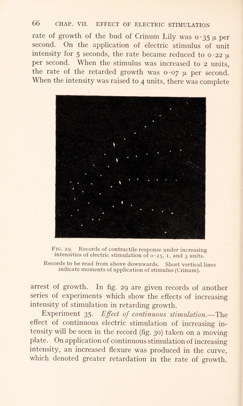 rate of growth of the bud of Crinum Lily was 0-35 pi per second. On the application of electric stimulus of unit intensity for 5 seconds, the rate became reduced to 0-22 (jl per second. When the stimulus was increased to 2 units, the rate of the retarded growth was 0*07 g per second. When the intensity was raised to 4 units, there was complete Fig. 29. Records of contractile response under increasing intensities of electric stimulation of 0-25, 1, and 3 units. Records to be read from above downwards. Short vertical lines indicate moments of application of stimulus (Crinum). arrest of growth. In fig. 29 are given records of another series of experiments which show the effects of increasing intensity of stimulation in retarding growth. Experiment 35. Effect of continuous stimulation.—The effect of continuous electric stimulation of increasing in- tensity will be seen in the record (fig. 30) taken on a moving- plate. On application of continuous stimulation of increasing intensity, an increased flexure was produced in the curve, which denoted greater retardation in the rate of growth.