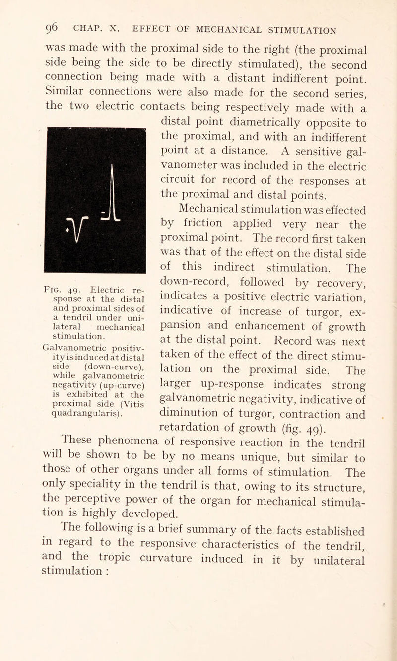 was made with the proximal side to the right (the proximal side being the side to be directly stimulated), the second connection being made with a distant indifferent point. Similar connections were also made for the second series, the two electric contacts being respectively made with a distal point diametrically opposite to the proximal, and with an indifferent point at a distance. A sensitive gal- vanometer was included in the electric circuit for record of the responses at the proximal and distal points. Mechanical stimulation was effected by friction applied very near the proximal point. The record first taken was that of the effect on the distal side of this indirect stimulation. The down-record, followed by recovery, indicates a positive electric variation, indicative of increase of turgor, ex- pansion and enhancement of growth at the distal point. Record was next taken of the effect of the direct stimu- lation on the proximal side. The larger up-response indicates strong galvanometric negativity, indicative of diminution of turgor, contraction and retardation of growth (fig. 49). Ihese phenomena of responsive reaction in the tendril will be shown to be by no means unique, but similar to those of other organs under all forms of stimulation. The only speciality in the tendril is that, owing to its structure, the perceptive power of the organ for mechanical stimula- tion is highly developed. The following is a brief summary of the facts established m regard to the responsive characteristics of the tendril, and the tropic curvature induced in it by unilateral stimulation : Fig. 49. Electric re- sponse at the distal and proximal sides of a tendril under uni- lateral mechanical stimulation. Galvanometric positiv- ity is induced at distal side (down-curve), while galvanometric negativity (up-curve) is exhibited at the proximal side (Vitis quadranguiaris).