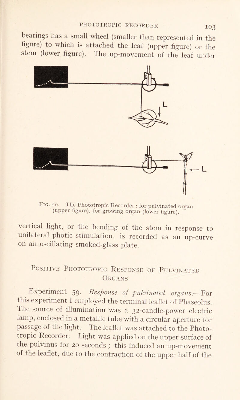PHOTOTROPIC RECORDER IO3 bearings has a small wheel (smaller than represented in the figure) to which is attached the leaf (upper figure) or the stem (lower figure). The up-movement of the leaf under Fig. 50. The Phototropic Recorder : for pulvinated organ (upper figure), for growing organ (lower figure). vertical light, or the bending of the stem in response to unilateral photic stimulation, is recorded as an up-curve on an oscillating smoked-glass plate. Positive Phototropic Response of Pulvinated Organs Experiment 59. Response of pulvinated organs.—For this experiment I employed the terminal leaflet of Phaseolus. the source of illumination was a 32-candle-power electric lamp, enclosed in a metallic tube with a circular aperture for passage of the light. Ihe leaflet was attached to the Photo- tropic Recorder. Light was applied on the upper surface of the pulvinus for 20 seconds ; this induced an up-movement of the leaflet, due to the contraction of the upper half of the