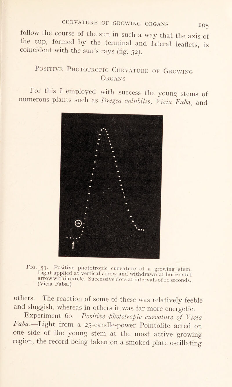 follow the course of the sun in such a way that the axis of the cup, formed by the terminal and lateral leaflets, is coincident with the sun’s rays (fig. 52). Positive Phototropic Curvature of Growing Organs hor this I employed with success the young steins of numerous plants such as Dregea volubilis, Vicia Faba, and -Ficr 53• Positive phototropic curvature of a growing stem. Light applied at vertical arrow and withdrawn at horizontal arrow within circle. Successive dots at intervals of io seconds. (Vicia Faba.) others, dhe reaction of some of these was relatively feeble and sluggish, whereas in others it was far more energetic. Experiment 60. Positive phototropic curvature of Vicia Faba.—Light from a 25-candle-power Pointolite acted on one side of the young stem at the most active growing region, the record being taken on a smoked plate oscillating