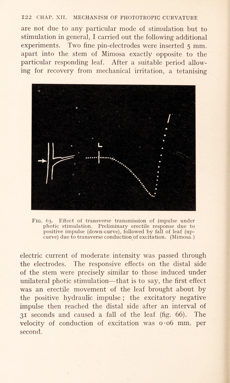 are not due to any particular mode of stimulation but to stimulation in general, I carried out the following additional experiments. Two fine pin-electrodes were inserted 5 mm. apart into the stem of Mimosa exactly opposite to the particular responding leaf. After a suitable period allow- ing for recovery from mechanical irritation, a tetanising Fig. 65. Effect of transverse transmission of impulse under photic stimulation. Preliminary erectile response due to positive impulse (down-curve), followed by fall of leaf (up- curve) due to transverse conduction'of excitation. (Mimosa.) electric current of moderate intensity was passed through the electrodes. The responsive effects on the distal side of the stem were precisely similar to those induced under unilateral photic stimulation—that is to say, the first effect was an erectile movement of the leaf brought about by the positive hydraulic impulse ; the excitatory negative impulse then reached the distal side after an interval of 31 seconds and caused a fall of the leaf (fig. 66). The velocity of conduction of excitation was 0-06 mm. per second.