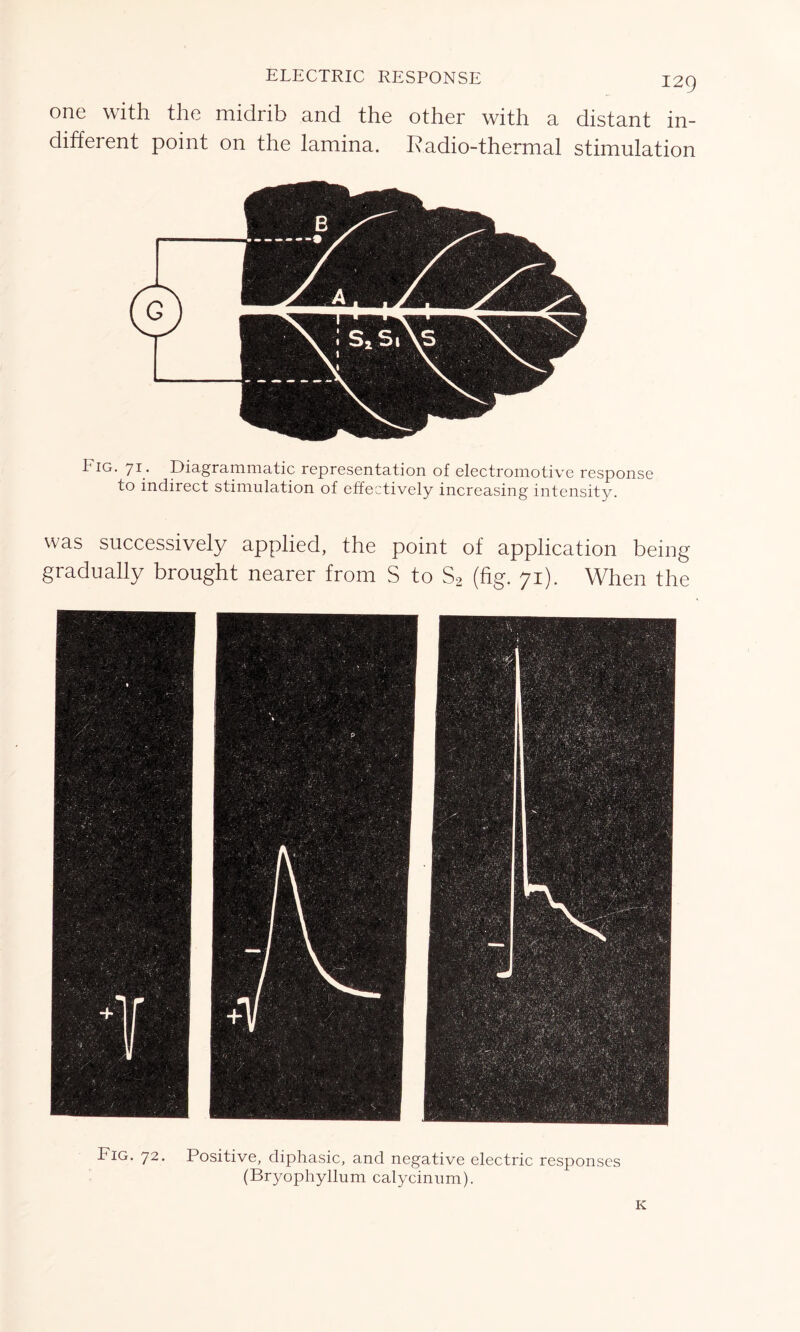 ELECTRIC RESPONSE one with, the midrib and the other with a distant in- different point on the lamina. Radio-thermal stimulation 1 ig. yi. Diagrammatic representation of electromotive response to indirect stimulation of effectively increasing intensity. was successively applied, the point of application being gradually brought nearer from S to S2 (fig. 71). When the Fig. 72. Positive, diphasic, and negative electric responses (Bryophyllum calycinum). K