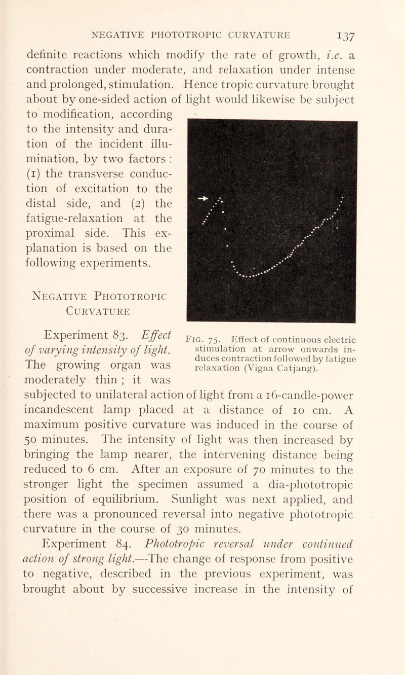 definite reactions which modify the rate of growth, i.e. a contraction under moderate, and relaxation under intense and prolonged, stimulation. Hence tropic curvature brought about by one-sided action of light would likewise be subject to modification, according to the intensity and dura- tion of the incident illu- mination, by two factors : (1) the transverse conduc- tion of excitation to the distal side, and (2) the fatigue-relaxation at the proximal side. This ex- planation is based on the following experiments. Negative Phototropic Curvature Experiment 83. Effect jrIG 75. Effect of continuous electric of varying intensity of light. stimulation at arrow onwards in- . duces contraction followed by fatigue The growing organ was relaxation (Vigna Catjang) moderately thin ; it was subjected to unilateral action of light from a 16-candle-power incandescent lamp placed at a distance of 10 cm. A maximum positive curvature was induced in the course of 50 minutes. The intensity of light was then increased by bringing the lamp nearer, the intervening distance being reduced to 6 cm. After an exposure of 70 minutes to the stronger light the specimen assumed a dia-phototropic position of equilibrium. Sunlight was next applied, and there was a pronounced reversal into negative phototropic curvature in the course of 30 minutes. Experiment 84. Phototropic reversal under continued action of strong light.—The change of response from positive to negative, described in the previous experiment, was brought about by successive increase in the intensity of