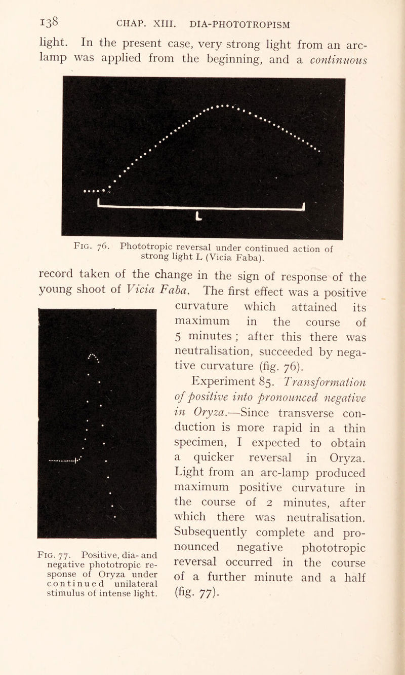 light. In the present case, very strong light from an arc- lamp was applied from the beginning, and a continuous Fig. 76. Phototropic reversal under continued action of strong light L (Vicia Faba). record taken of the change in the sign of response of the young shoot of Vicia Faba. The first effect was a positive curvature which attained its maximum in the course of 5 minutes ; after this there was neutralisation, succeeded by nega- tive curvature (fig. 76). Experiment 85. Transformation of positive into pronounced negative in Oryza.—Since transverse con- duction is more rapid in a thin specimen, I expected to obtain a quicker reversal in Oryza. Light from an arc-lamp produced maximum positive curvature in the course of 2 minutes, after which there was neutralisation. Subsequently complete and pro- ^ ^ . . nounced negative phototropic negative phototropic re- reversal occurred in the course sponse of Oryza under Gf a further minute and a half continued unilateral stimulus of intense light. (fig. 77b