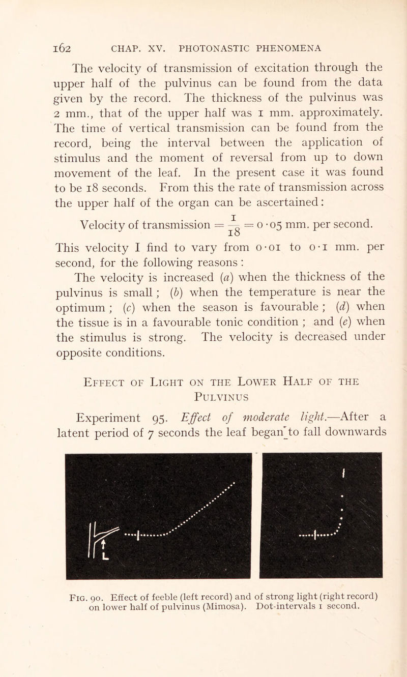 The velocity of transmission of excitation through the upper half of the pulvinus can be found from the data given by the record. The thickness of the pulvinus was 2 mm., that of the upper half was i mm. approximately. The time of vertical transmission can be found from the record, being the interval between the application of stimulus and the moment of reversal from up to down movement of the leaf. In the present case it was found to be 18 seconds. From this the rate of transmission across the upper half of the organ can be ascertained: Velocity of transmission = — = o - 05 mm. per second. This velocity I find to vary from o-oi to o-i mm. per second, for the following reasons : The velocity is increased (a) when the thickness of the pulvinus is small; (b) when the temperature is near the optimum ; (c) when the season is favourable ; (d) when the tissue is in a favourable tonic condition ; and (e) when the stimulus is strong. The velocity is decreased under opposite conditions. Effect of Tight on the Lower Half of the Pulvinus Experiment 95. Effect of moderate light.—After a latent period of 7 seconds the leaf began to fall downwards Fig. 90. Effect of feeble (left record) and of strong light (right record) on lower half of pulvinus (Mimosa). Dot-intervals 1 second.