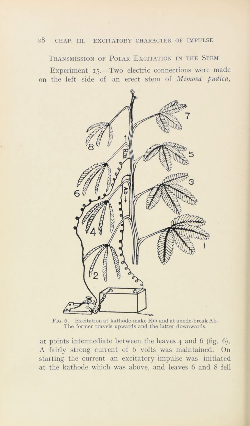 Transmission of Polar Excitation in the Stem Experiment 15.—Two electric connections were made on the left side of an erect stem of Mimosa pudica, Fig. 6. Excitation at kathode-make Km and at anode-break Ab. The former travels upwards and the latter downwards. at points intermediate between the leaves 4 and 6 (fig. 6). A fairly strong current of 6 volts was maintained. On starting the current an excitatory impulse was initiated at the kathode which was above, and leaves 6 and 8 fell