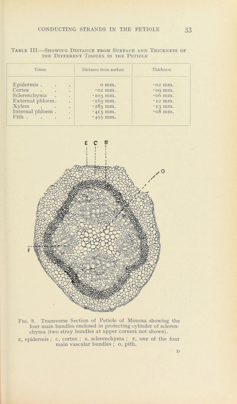 Table III.—Showing Distance from Surface and Thickness of the Different Tissues in the Petiole Tissue Distance from surface Thickness Epidermis . o mm. •02 mm. Cortex •02 mm. •09 mm. Sclerenchyma • 105 mm. •06 mm. External phloem. • 165 mm. • 12 mm. Xylem •285 mm. • 13 mm. Internal phloem . • 415 mm. •08 mm. Pith .... •495 mm. ECS ! ! : Fig. 8. Transverse Section of Petiole of Mimosa showing the four main bundles enclosed in protecting cylinder of scleren- chyma (two stray bundles at upper corners not shown). e, epidermis ; c, cortex ; s, sclerenchyma ; f, one of the four main vascular bundles ; o, pith. D