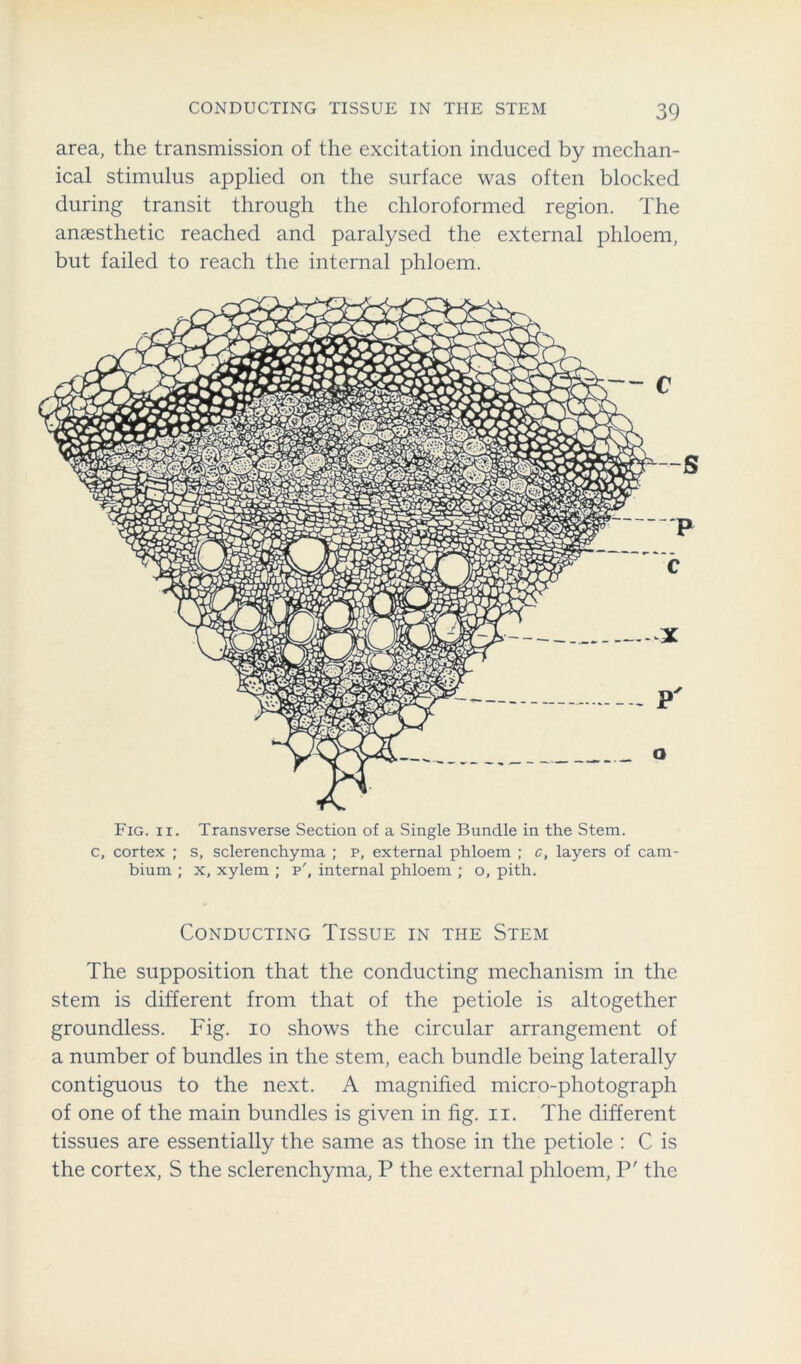 area, the transmission of the excitation induced by mechan- ical stimulus applied on the surface was often blocked during transit through the chloroformed region. The anaesthetic reached and paralysed the external phloem, but failed to reach the internal phloem. Fig. ii. Transverse Section of a Single Bundle in the Stem, c, cortex ; s, sclerenchyma ; p, external phloem ; c, layers of cam- bium ; x, xylem ; p', internal phloem ; o, pith. Conducting Tissue in the Stem The supposition that the conducting mechanism in the stem is different from that of the petiole is altogether groundless. Fig. io shows the circular arrangement of a number of bundles in the stem, each bundle being laterally contiguous to the next. A magnified micro-photograph of one of the main bundles is given in fig. ii. The different tissues are essentially the same as those in the petiole : C is the cortex, S the sclerenchyma, P the external phloem, P' the