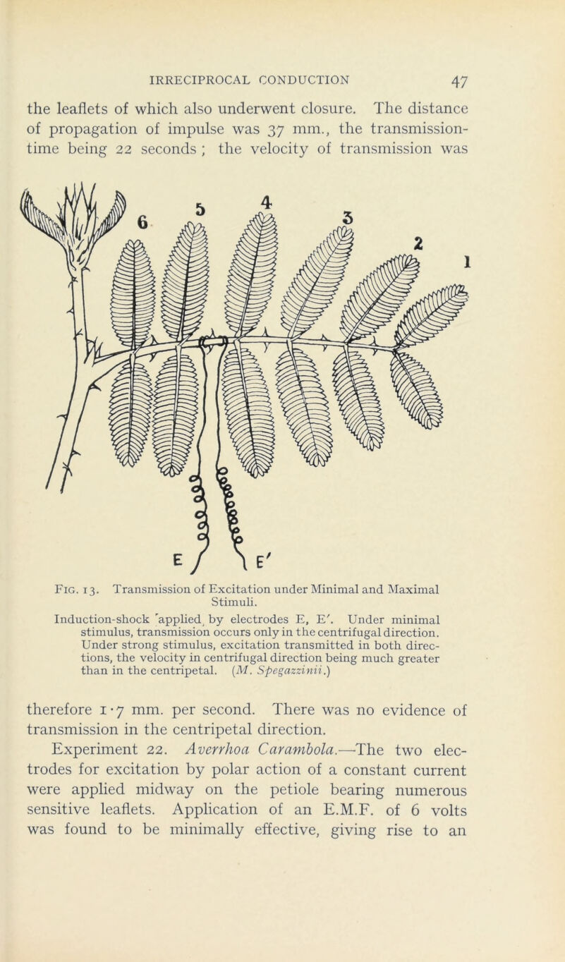 the leaflets of which also underwent closure. The distance of propagation of impulse was 37 mm., the transmission- time being 22 seconds ; the velocity of transmission was Fig. 13. Transmission of Excitation under Minimal and Maximal Stimuli. Induction-shock 'applied by electrodes E, E'. Under minimal stimulus, transmission occurs only in the centrifugal direction. Under strong stimulus, excitation transmitted in both direc- tions, the velocity in centrifugal direction being much greater than in the centripetal. (M. Spegazzinii.) therefore 1 • 7 mm. per second. There was no evidence of transmission in the centripetal direction. Experiment 22. Averrhoa Carambola.—'The two elec- trodes for excitation by polar action of a constant current were applied midway on the petiole bearing numerous sensitive leaflets. Application of an E.M.F. of 6 volts was found to be minimally effective, giving rise to an