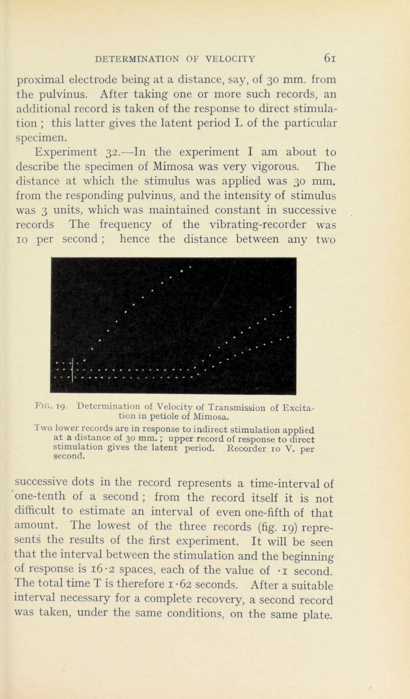 proximal electrode being at a distance, say, of 30 mm. from the pulvinus. After taking one or more such records, an additional record is taken of the response to direct stimula- tion ; this latter gives the latent period L of the particular specimen. Experiment 32.—In the experiment I am about to describe the specimen of Mimosa was very vigorous. The distance at which the stimulus was applied was 30 mm. from the responding pulvinus, and the intensity of stimulus was 3 units, which was maintained constant in successive records The frequency of the vibrating-recorder was 10 per second; hence the distance between any two Fig. 19. Determination of Velocity of Transmission of Excita- tion in petiole of Mimosa. Two lower records are in response to indirect stimulation applied at a distance of 30 mm.; upper record of response to direct stimulation gives the latent period. Recorder 10 V. per second. successive dots in the record represents a time-interval of one-tenth of a second; from the record itself it is not difficult to estimate an interval of even one-fifth of that amount. Ihe lowest of the three records (fig. 19) repre- sents the results of the first experiment. It will be seen that the interval between the stimulation and the beginning of response is 16-2 spaces, each of the value of -i second. The total time T is therefore 1 • 62 seconds. After a suitable interval necessary for a complete recovery, a second record was taken, under the same conditions, on the same plate.