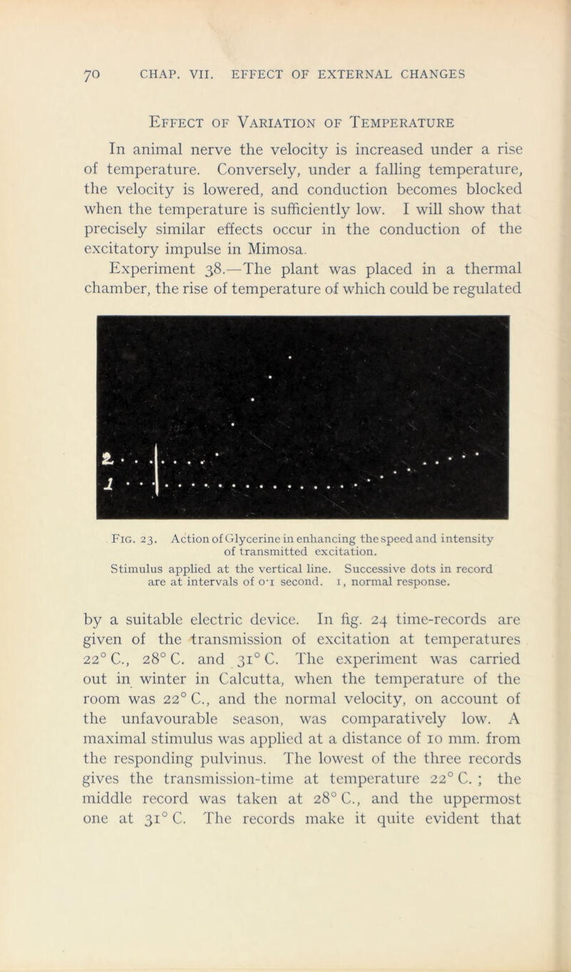 Effect of Variation of Temperature In animal nerve the velocity is increased under a rise of temperature. Conversely, under a falling temperature, the velocity is lowered, and conduction becomes blocked when the temperature is sufficiently low. I will show that precisely similar effects occur in the conduction of the excitatory impulse in Mimosa. Experiment 38.—The plant was placed in a thermal chamber, the rise of temperature of which could be regulated Fig. 23. Action of Glycerine in enhancing the speed and intensity of transmitted excitation. Stimulus applied at the vertical line. Successive dots in record are at intervals of o-x second, i, normal response. by a suitable electric device. In fig. 24 time-records are given of the transmission of excitation at temperatures 220 C., 28° C. and 310 C. The experiment was carried out in winter in Calcutta, when the temperature of the room was 220 C., and the normal velocity, on account of the unfavourable season, was comparatively low. A maximal stimulus was applied at a distance of 10 mm. from the responding pulvinus. The lowest of the three records gives the transmission-time at temperature 220 C. ; the middle record was taken at 28° C., and the uppermost one at 310 C. The records make it quite evident that