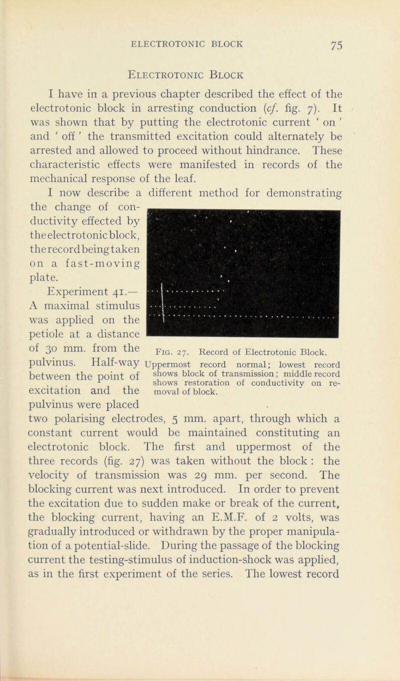 Electrotonic Block I have in a previous chapter described the effect of the electrotonic block in arresting conduction (cf. fig. 7). It was shown that by putting the electrotonic current ‘ on ’ and ‘ off ’ the transmitted excitation could alternately be arrested and allowed to proceed without hindrance. These characteristic effects were manifested in records of the mechanical response of the leaf. I now describe a different method for demonstrating the change of con- ductivity effected by the electrotonic block, the record being taken on a fast-moving plate. Experiment 41.— A maximal stimulus was applied on the petiole at a distance of j>0 mm. from the Fig. 27. Record of Electrotonic Block, pulvinus. Half-way Uppermost record normal; lowest record between the point of Shows block of transmission; middle record * shows restoration of conductivity on re- excitation and the moval of block. pulvinus were placed two polarising electrodes, 5 mm. apart, through which a constant current would be maintained constituting an electrotonic block. The first and uppermost of the three records (fig. 27) was taken without the block : the velocity of transmission was 29 mm. per second. The blocking current was next introduced. In order to prevent the excitation due to sudden make or break of the current, the blocking current, having an E.M.F. of 2 volts, was gradually introduced or withdrawn by the proper manipula- tion of a potential-slide. During the passage of the blocking current the testing-stimulus of induction-shock was applied, as in the first experiment of the series. The lowest record