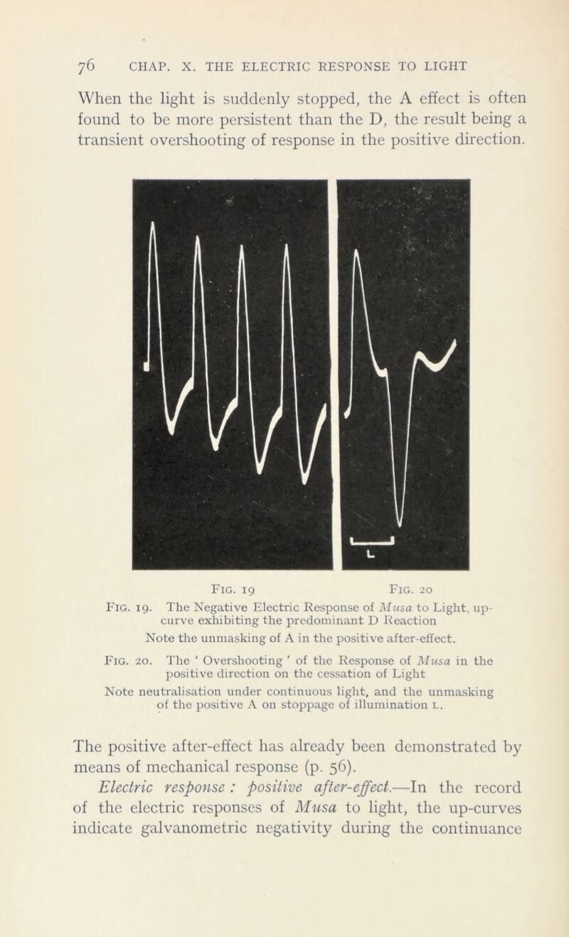 When the light is suddenly stopped, the A effect is often found to be more persistent than the D, the result being a transient overshooting of response in the positive direction. Fig. 19 Fig. 20 Fig. 19. The Negative Electric Response of Musa to Light, up- curve exhibiting the predominant D Reaction Note the unmasking of A in the positive after-effect. Fig. 20. The ‘ Overshooting ’ of the Response of Musa in the positive direction on the cessation of Light Note neutralisation under continuous light, and the unmasking of the positive A on stoppage of illumination l. The positive after-effect has already been demonstrated by means of mechanical response (p. 56). Electric response : positive after-effect.—In the record of the electric responses of Musa to light, the up-curves indicate galvanometric negativity during the continuance