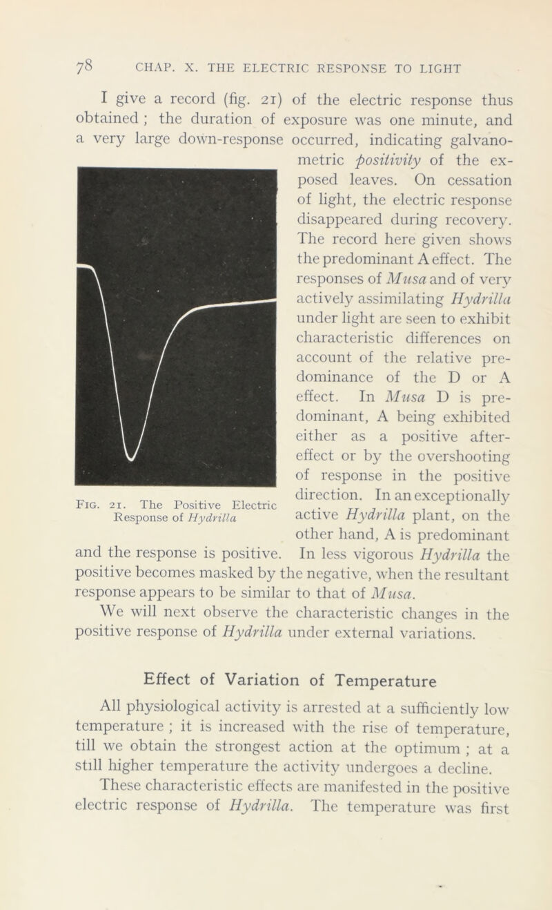 I give a record (fig. 21) of the electric response thus obtained ; the duration of exposure was one minute, and a very large down-response occurred, indicating galvano- metric positivity of the ex- posed leaves. On cessation of light, the electric response disappeared during recovery. The record here given shows the predominant A effect. The responses of Musa and of very actively assimilating Hydrilla under light are seen to exhibit characteristic differences on account of the relative pre- dominance of the D or A effect. In Musa D is pre- dominant, A being exhibited either as a positive after- effect or by the overshooting of response in the positive direction. In an exceptionally active Hydrilla plant, on the other hand, A is predominant In less vigorous Hydrilla the positive becomes masked by the negative, when the resultant response appears to be similar to that of Musa. We will next observe the characteristic changes in the positive response of Hydrilla under external variations. Fig. 21. The Positive Electric Response of Hydrilla and the response is positive. Effect of Variation of Temperature All physiological activity is arrested at a sufficiently low temperature ; it is increased with the rise of temperature, till we obtain the strongest action at the optimum ; at a still higher temperature the activity undergoes a decline. These characteristic effects are manifested in the positive electric response of Hydrilla. The temperature was first