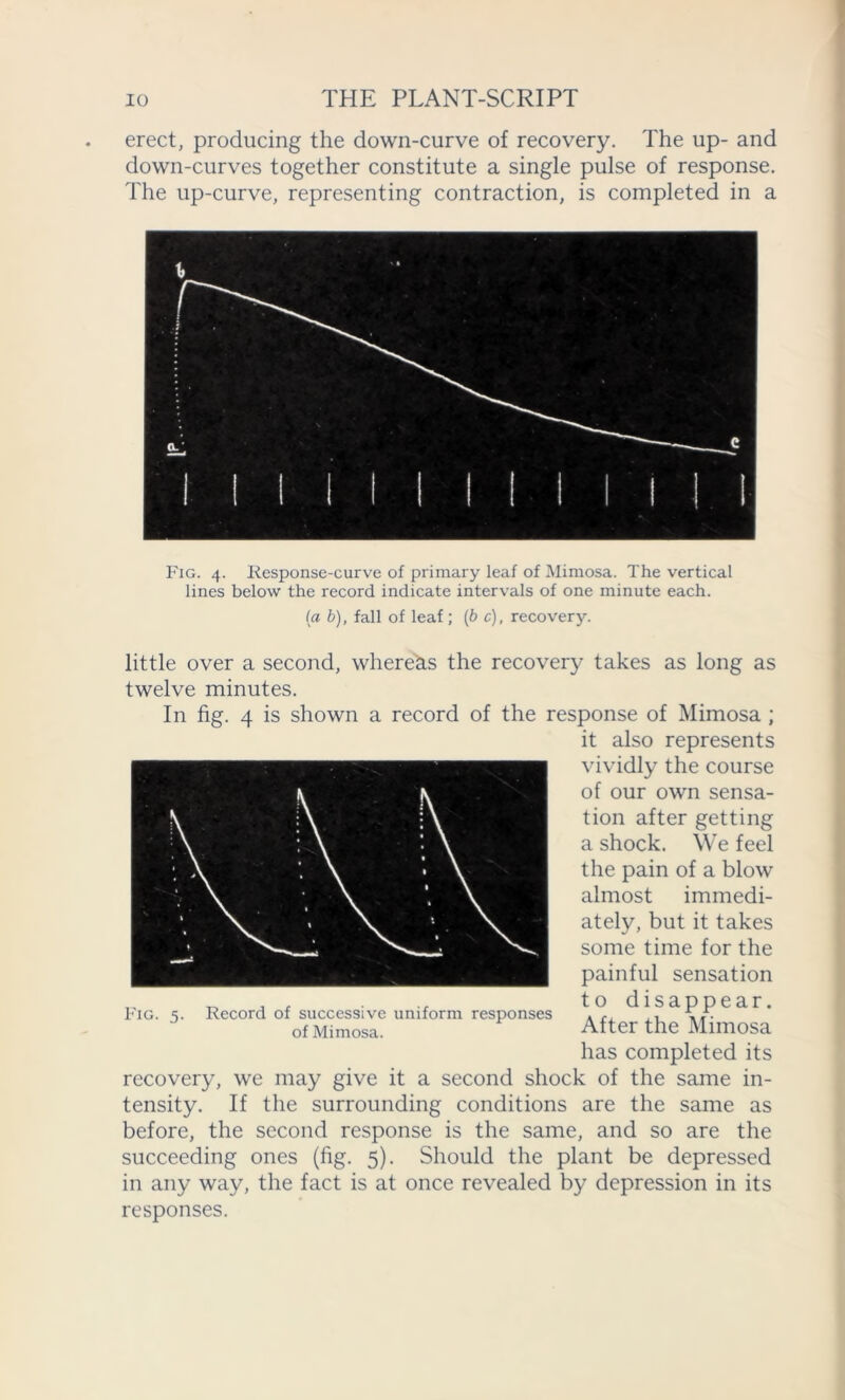 erect, producing the down-curve of recovery. The up- and down-curves together constitute a single pulse of response. The up-curve, representing contraction, is completed in a Fig. 4. Response-curve of primary leaf of Mimosa. The vertical lines below the record indicate intervals of one minute each. la b), fall of leaf; {be), recovery. little over a second, where&s the recovery takes as long as twelve minutes. In fig. 4 is shown a record of the response of Mimosa ; it also represents vividly the course of our own sensa- tion after getting a shock. We feel the pain of a blow almost immedi- ately, but it takes some time for the painful sensation to disappear. After the Mimosa has completed its recovery, we may give it a second shock of the same in- tensity. If the surrounding conditions are the same as before, the second response is the same, and so are the succeeding ones (fig. 5). Should the plant be depressed in any way, the fact is at once revealed by depression in its responses. Fig. 5. Record of successive uniform responses of Mimosa.