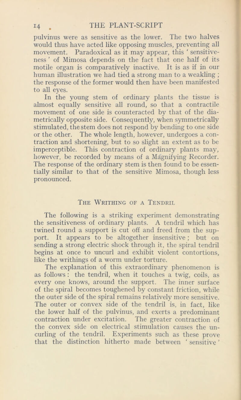 J4 . pulvinus were as sensitive as the lower. The two halves would thus have acted like opposing muscles, preventing all movement. Paradoxical as it may appear, this ‘ sensitive- ness ’ of Mimosa depends on the fact that one half of its motile organ is comparatively inactive. It is as if in our human illustration we had tied a strong man to a weakling ; the response of the former would then have been manifested to all eyes. In the young stem of ordinary plants the tissue is almost equally sensitive all round, so that a contractile movement of one side is counteracted by that of the dia- metrically opposite side. Consequently, when symmetrically stimulated, the stem does not respond by bending to one side or the other. The whole length, however, undergoes a con- traction and shortening, but to so slight an extent as to be imperceptible. This contraction of ordinary plants may, however, be recorded by means of a Magnifying Recorder. The response of the ordinary stem is then found to be essen- tially similar to that of the sensitive Mimosa, though less pronounced. The Writhing of a Tendril The following is a striking experiment demonstrating the sensitiveness of ordinary plants. A tendril which has twined round a support is cut off and freed from the sup- port. It appears to be altogether insensitive; but on sending a strong electric shock through it, the spiral tendril begins at once to uncurl and exhibit violent contortions, like the writhings of a worm under torture. The explanation of this extraordinary phenomenon is as follows : the tendril, when it touches a twig, coils, as every one knows, around the support. The inner surface of the spiral becomes toughened by constant friction, while the outer side of the spiral remains relatively more sensitive. The outer or convex side of the tendril is, in fact, like the lower half of the pulvinus, and exerts a predominant contraction under excitation. The greater contraction of the convex side on electrical stimulation causes the un- curling of the tendril. Experiments such as these prove that the distinction hitherto made between ‘ sensitive ’
