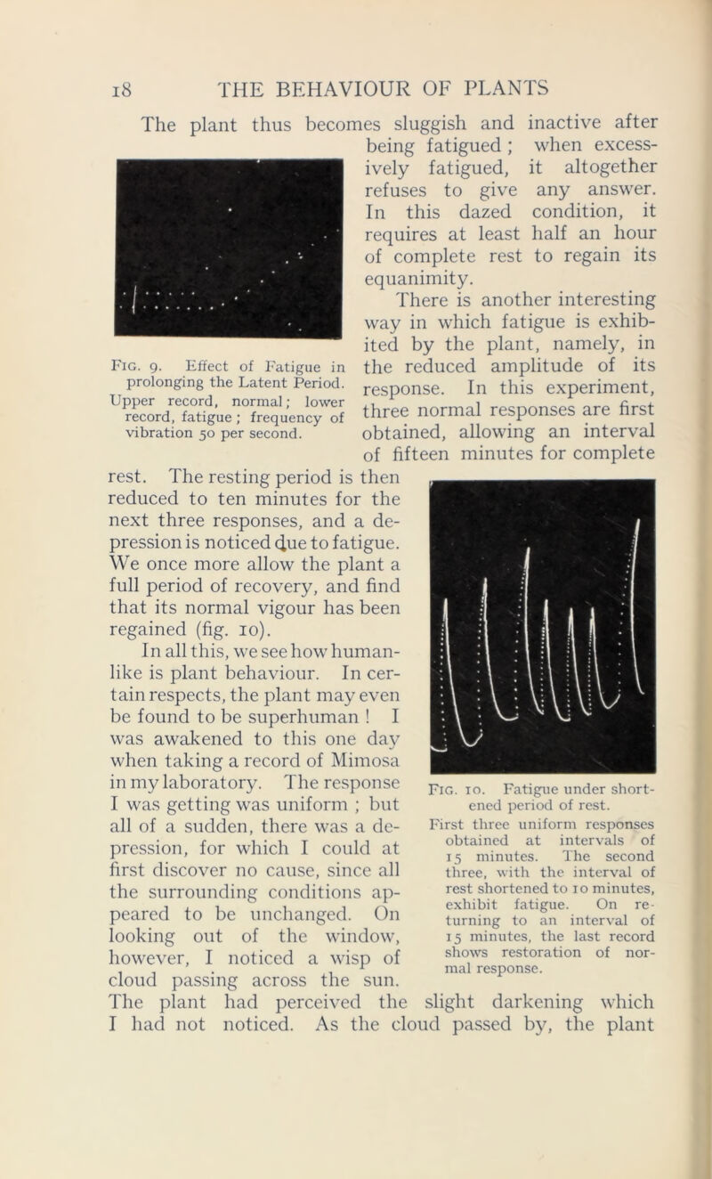 The plant thus becomes sluggish and inactive after being fatigued ; when excess- ively fatigued, it altogether refuses to give any answer. In this dazed condition, it requires at least half an hour of complete rest to regain its equanimity. There is another interesting way in which fatigue is exhib- ited by the plant, namely, in the reduced amplitude of its response. In this experiment, three normal responses are first obtained, allowing an interval of fifteen minutes for complete rest. The resting period is then reduced to ten minutes for the next three responses, and a de- pression is noticed due to fatigue. We once more allow the plant a full period of recovery, and find that its normal vigour has been regained (fig. io). In all this, we see how human- like is plant behaviour. In cer- tain respects, the plant may even be found to be superhuman ! I was awakened to this one day when taking a record of Mimosa in my laboratory. The response I was getting was uniform ; but all of a sudden, there was a de- pression, for which I could at first discover no cause, since all the surrounding conditions ap- peared to be unchanged. On looking out of the window, however, I noticed a wisp of cloud passing across the sun. The plant had perceived the slight darkening which I had not noticed. As the cloud passed by, the plant Fig. io. Fatigue under short- ened period of rest. First three uniform responses obtained at intervals of 15 minutes. The second three, with the interval of rest shortened to 10 minutes, exhibit fatigue. On re- turning to an interval of 15 minutes, the last record shows restoration of nor- mal response. Fig. 9. Effect of Fatigue in prolonging the Latent Period. Upper record, normal; lower record, fatigue ; frequency of vibration 50 per second.