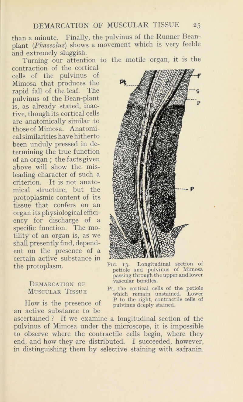 than a minute. Finally, the pulvinus of the Runner Bean- plant (Phaseolus) shows a movement which is very feeble and extremely sluggish. Turning our attention to the motile organ, it is the contraction of the cortical cells of the pulvinus of Mimosa that produces the rapid fall of the leaf. 1 he pulvinus of the Bean-plant is, as already stated, inac- tive, though its cortical cells are anatomically similar to those of Mimosa. Anatomi- cal similarities have hitherto been unduly pressed in de- termining the true function of an organ ; the facts given above will show the mis- leading character of such a criterion. It is not anato- mical structure, but the protoplasmic content of its tissue that confers on an organ its physiological effici- ency for discharge of a specific function. The mo- tility of an organ is, as we shall presently find, depend- ent on the presence of a certain active substance in the protoplasm. Demarcation of Muscular Tissue Fig. 13. Longitudinal section of petiole and pulvinus of Mimosa passing through the upper and lower vascular bundles. Pt, the cortical cells of the petiole which remain unstained. Lower P to the right, contractile cells of pulvinus deeply stained. How is the presence of an active substance to be ascertained ? If we examine a longitudinal section of the pulvinus of Mimosa under the microscope, it is impossible to observe where the contractile cells begin, where they end, and how they are distributed. I succeeded, however, in distinguishing them by selective staining with safranin.