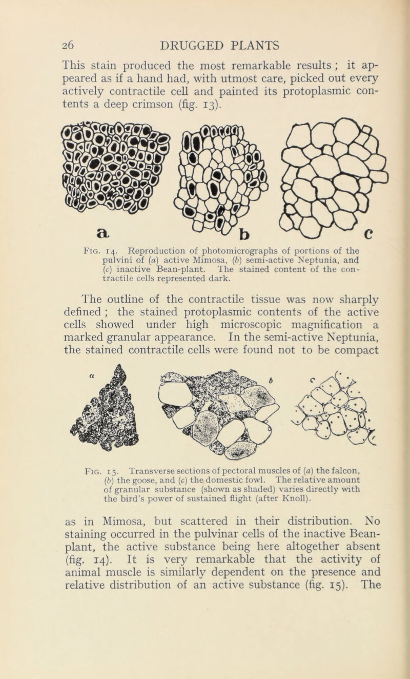 This stain produced the most remarkable results ; it ap- peared as if a hand had, with utmost care, picked out every actively contractile cell and painted its protoplasmic con- tents a deep crimson (fig. 13). Fig. 14. Reproduction of photomicrographs of portions of the pulvini of (a) active Mimosa, (b) semi-active Neptunia, and (c) inactive Bean-plant. The stained content of the con- tractile cells represented dark. The outline of the contractile tissue was now sharply defined ; the stained protoplasmic contents of the active cells showed under high microscopic magnification a marked granular appearance. In the semi-active Neptunia, the stained contractile cells were found not to be compact Fig. 15. Transverse sections of pectoral muscles of (a) the falcon, (b) the goose, and (c) the domestic fowl. The relative amount of granular substance (shown as shaded) varies directly with the bird’s power of sustained flight (after Knoll). as in Mimosa, but scattered in their distribution. No staining occurred in the pulvinar cells of the inactive Bean- plant, the active substance being here altogether absent (fig. 14). It is very remarkable that the activity of animal muscle is similarly dependent on the presence and relative distribution of an active substance (fig. 15). The