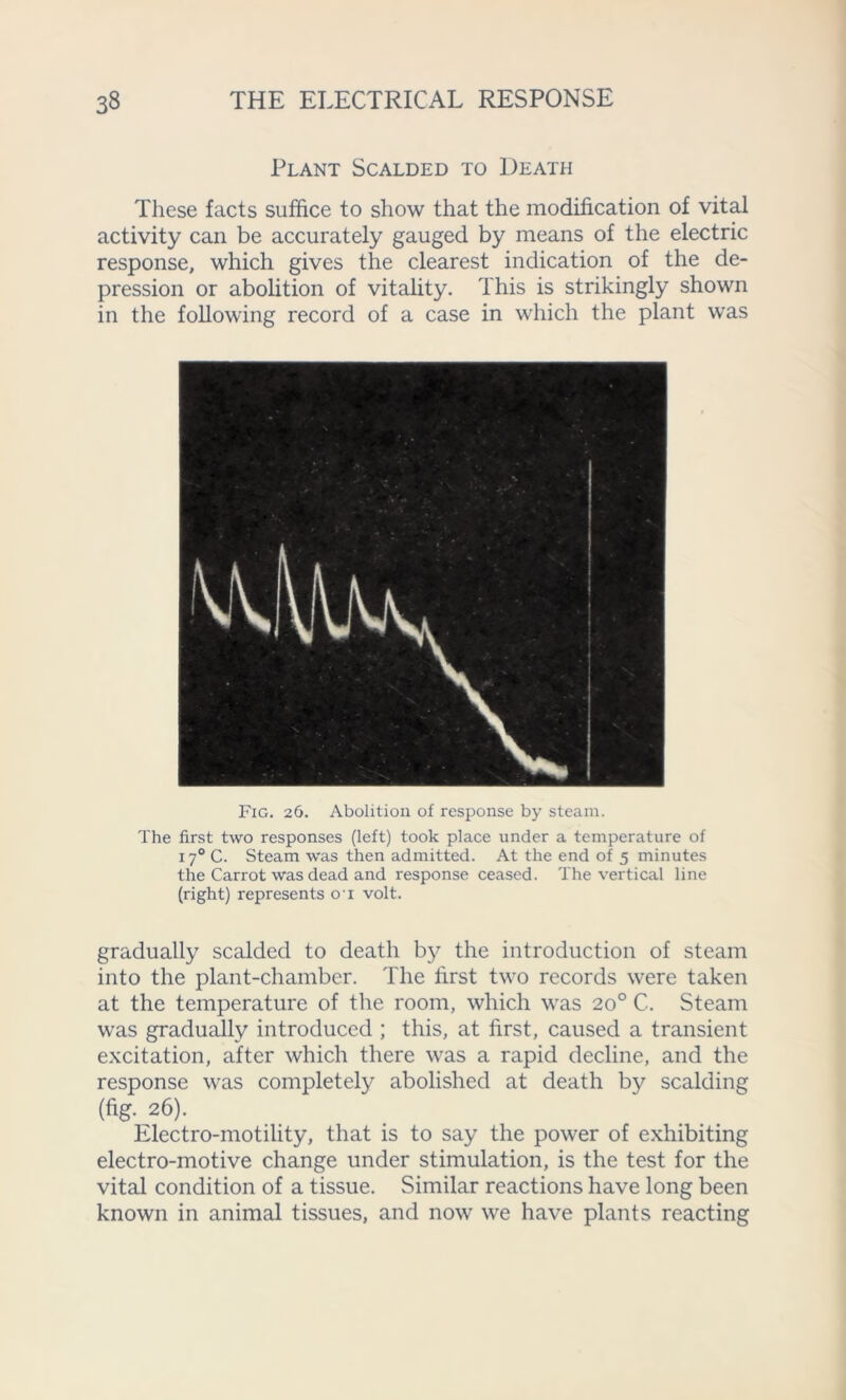 Plant Scalded to Death These facts suffice to show that the modification of vital activity can be accurately gauged by means of the electric response, which gives the clearest indication of the de- pression or abolition of vitality. This is strikingly shown in the following record of a case in which the plant was Fig. 26. Abolition of response by steam. The first two responses (left) took place under a temperature of 170 C. Steam was then admitted. At the end of 5 minutes the Carrot was dead and response ceased. The vertical line (right) represents 01 volt. gradually scalded to death by the introduction of steam into the plant-chamber. The hrst two records were taken at the temperature of the room, which was 20° C-. Steam was gradually introduced ; this, at first, caused a transient excitation, after which there was a rapid decline, and the response was completely abolished at death by scalding (fig- 26). Electro-motility, that is to say the power of exhibiting electro-motive change under stimulation, is the test for the vital condition of a tissue. Similar reactions have long been known in animal tissues, and now we have plants reacting