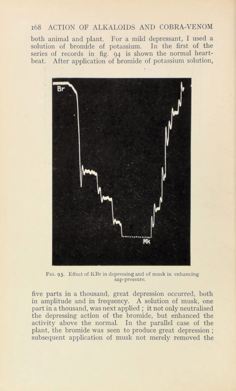 both animal and plant. For a mild depressant, I used a solution of bromide of potassium. In the first of the series of records in fig. 94 is shown the normal heart- beat. After application of bromide of potassium solution, Fig. 95. Effect of KBr in depressing and of musk in enhancing sap-pressure. five parts in a thousand, great depression occurred, both in amplitude and in frequency. A solution of musk, one part in a thousand, was next applied ; it not only neutralised the depressing action of the bromide, but enhanced the activity above the normal. In the parallel case of the plant, the bromide was seen to produce great depression ; subsequent application of musk not merely removed the