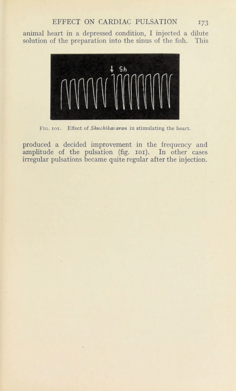 animal heart in a depressed condition, I injected a dilute solution of the preparation into the sinus of the fish. This Fig. ioi. Effect of Shuchikavaran in stimulating the heart. produced a decided improvement in the frequency and amplitude of the pulsation (fig. 101). In other cases irregular pulsations became quite regular after the injection.