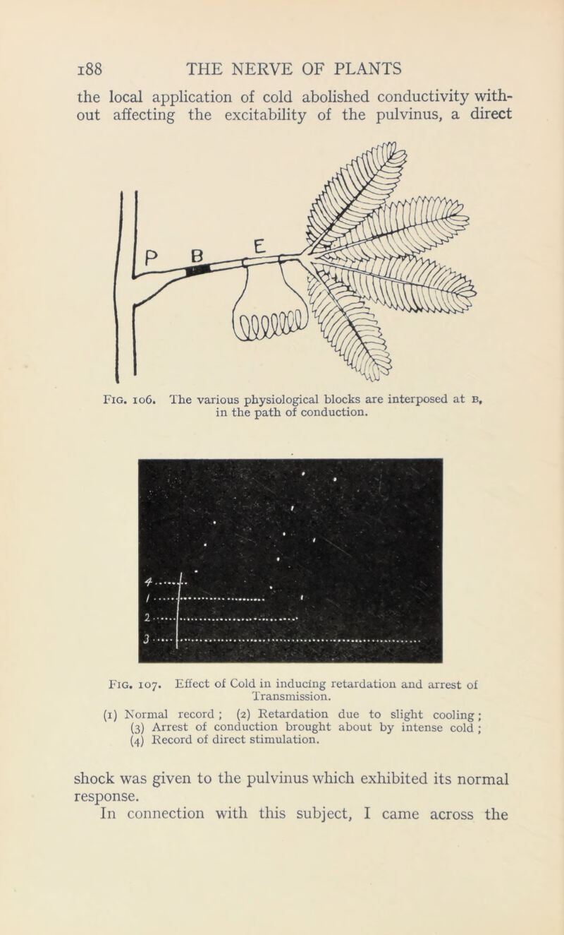 the local application of cold abolished conductivity with- out affecting the excitability of the pulvinus, a direct Fig. 106. The various physiological blocks are interposed at B, in the path of conduction. Fig. 107. Effect of Cold in inducing retardation and arrest of Transmission. (1) Normal record ; (2) Retardation due to slight cooling; (3) Arrest of conduction brought about by intense cold ; (4) Record of direct stimulation. shock was given to the pulvinus which exhibited its normal response. In connection with this subject, I came across the