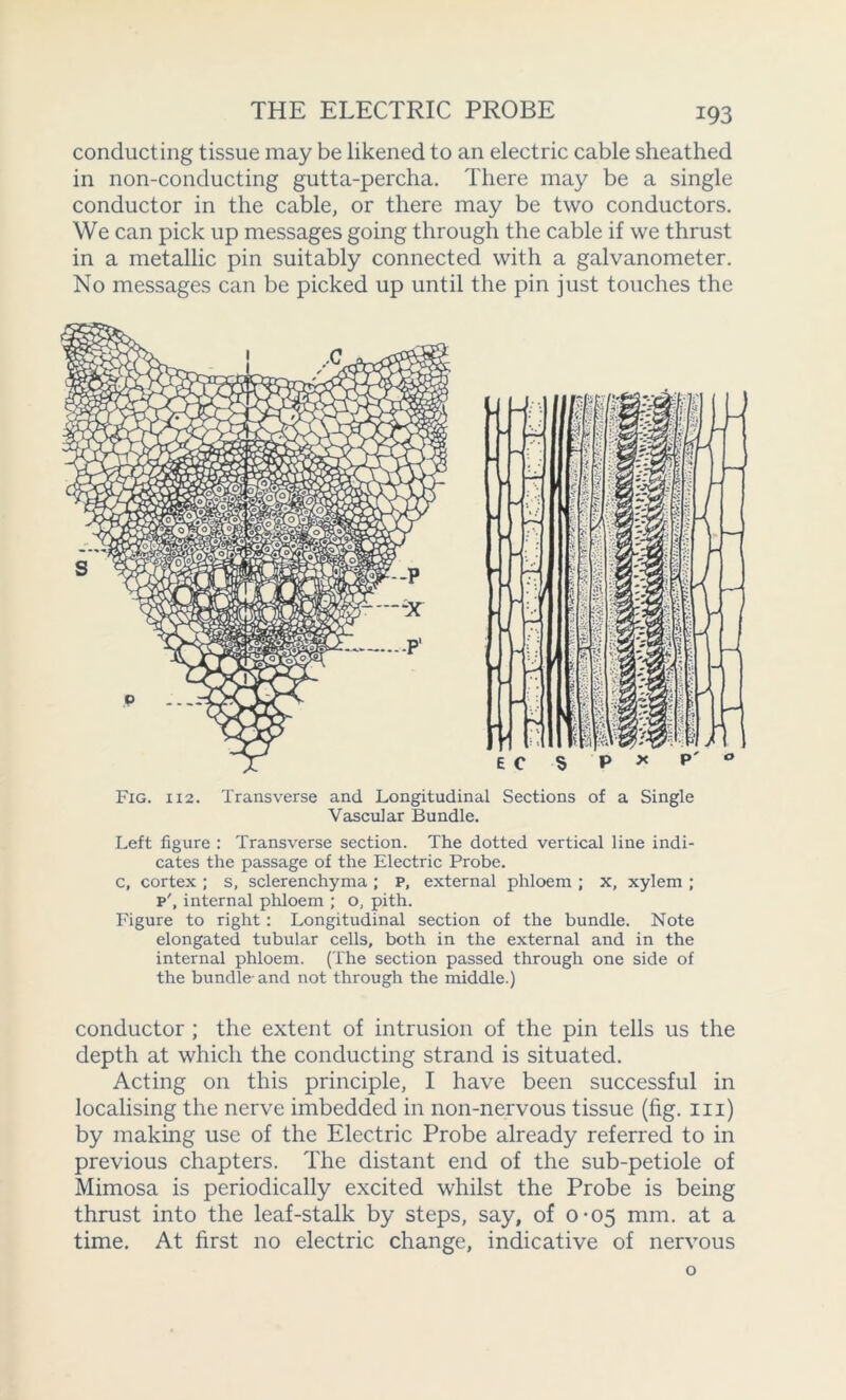 THE ELECTRIC PROBE conducting tissue may be likened to an electric cable sheathed in non-conducting gutta-percha. There may be a single conductor in the cable, or there may be two conductors. We can pick up messages going through the cable if we thrust in a metallic pin suitably connected with a galvanometer. No messages can be picked up until the pin just touches the Fig. 112. Transverse and Longitudinal Sections of a Single Vascular Bundle. Left figure : Transverse section. The dotted vertical line indi- cates the passage of the Electric Probe. c, cortex ; s, sclerenchyma ; P, external phloem ; x, xylem ; p', internal phloem ; o, pith. Figure to right : Longitudinal section of the bundle. Note elongated tubular cells, both in the external and in the internal phloem. (The section passed through one side of the bundle-and not through the middle.) conductor ; the extent of intrusion of the pin tells us the depth at which the conducting strand is situated. Acting on this principle, I have been successful in localising the nerve imbedded in non-nervous tissue (fig. 111) by making use of the Electric Probe already referred to in previous chapters. The distant end of the sub-petiole of Mimosa is periodically excited whilst the Probe is being thrust into the leaf-stalk by steps, say, of 0-05 mm. at a time. At first no electric change, indicative of nervous o