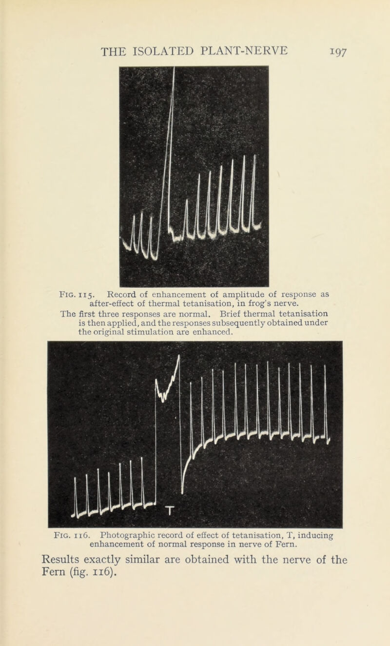 Fig. 115. Record of enhancement of amplitude of response as after-effect of thermal tetanisation, in frog’s nerve. The first three responses are normal. Brief thermal tetanisation is then applied, and the responses subsequently obtained under the original stimulation are enhanced. Fig. 116. Photographic record of effect of tetanisation, T, inducing enhancement of normal response in nerve of Fern. Results exactly similar are obtained with the nerve of the Fern (fig. 116).