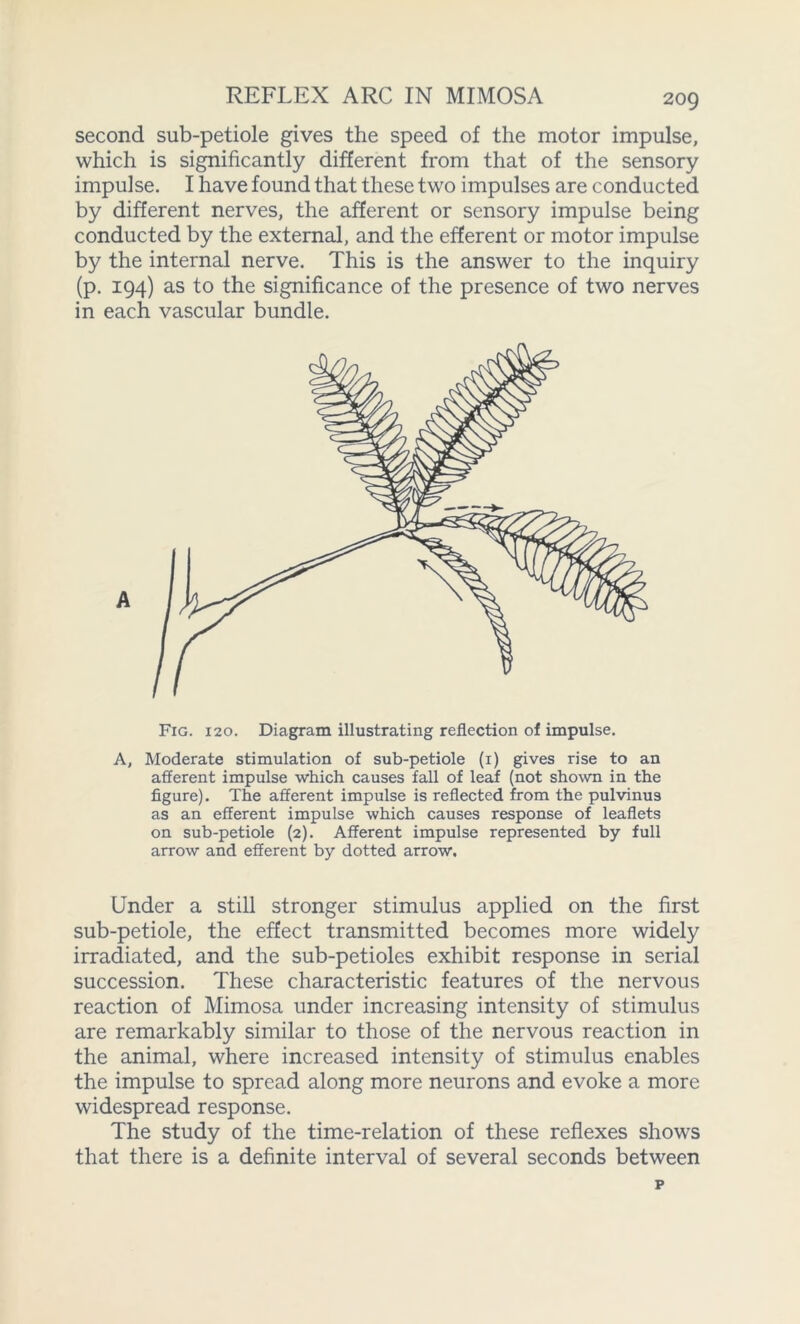 REFLEX ARC IN MIMOSA second sub-petiole gives the speed of the motor impulse, which is significantly different from that of the sensory impulse. I have found that these two impulses are conducted by different nerves, the afferent or sensory impulse being conducted by the external, and the efferent or motor impulse by the internal nerve. This is the answer to the inquiry (p. 194) as to the significance of the presence of two nerves in each vascular bundle. Fig. 120. Diagram illustrating reflection of impulse. A, Moderate stimulation of sub-petiole (1) gives rise to an afferent impulse which causes fall of leaf (not shown in the figure). The afferent impulse is reflected from the pulvinus as an efferent impulse which causes response of leaflets on sub-petiole (2). Afferent impulse represented by full arrow and efferent by dotted arrow. Under a still stronger stimulus applied on the first sub-petiole, the effect transmitted becomes more widely irradiated, and the sub-petioles exhibit response in serial succession. These characteristic features of the nervous reaction of Mimosa under increasing intensity of stimulus are remarkably similar to those of the nervous reaction in the animal, where increased intensity of stimulus enables the impulse to spread along more neurons and evoke a more widespread response. The study of the time-relation of these reflexes shows that there is a definite interval of several seconds between