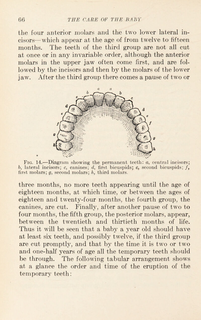 the four anterior molars and the two lower lateral in¬ cisors—which appear at the age of from twelve to fifteen months. The teeth of the third group are not all cut at once or in any invariable order, although the anterior molars in the upper jaw often come first, and are fol¬ lowed by the incisors and then by the molars of the lower jaw. After the third group there comes a pause of two or a a Fig. 14.—Diagram showing the permanent teeth: a, central incisors; 6, lateral incisors; c, canines; d, first bicuspids; e, second bicuspids; /, first molars; g, second molars; h, third molars, three months, no more teeth appearing until the age of eighteen months, at which time, or between the ages of eighteen and twenty-four months, the fourth group, the canines, are cut. Finally, after another pause of two to four months, the fifth group, the posterior molars, appear, between the twentieth and thirtieth months of life. Thus it will be seen that a baby a year old should have at least six teeth, and possibly twelve, if the third group are cut promptly, and that by the time it is two or two and one-half years of age all the temporary teeth should be through. The following tabular arrangement shows at a glance the order and time of the eruption of the temporary teeth: