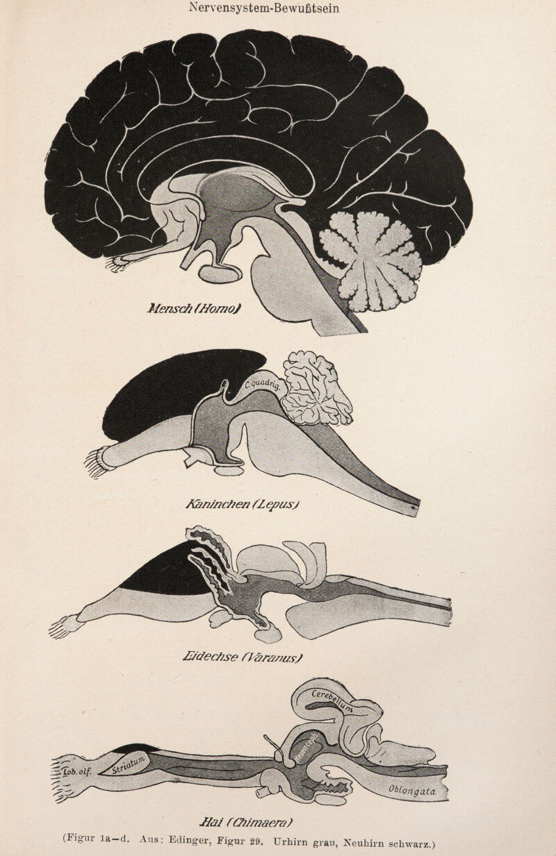 n grau, Neuhirn schwarz.) Hai fCTjJ/naera) (Figur la—d. Aus: Edinger, Figur 29. Urhir