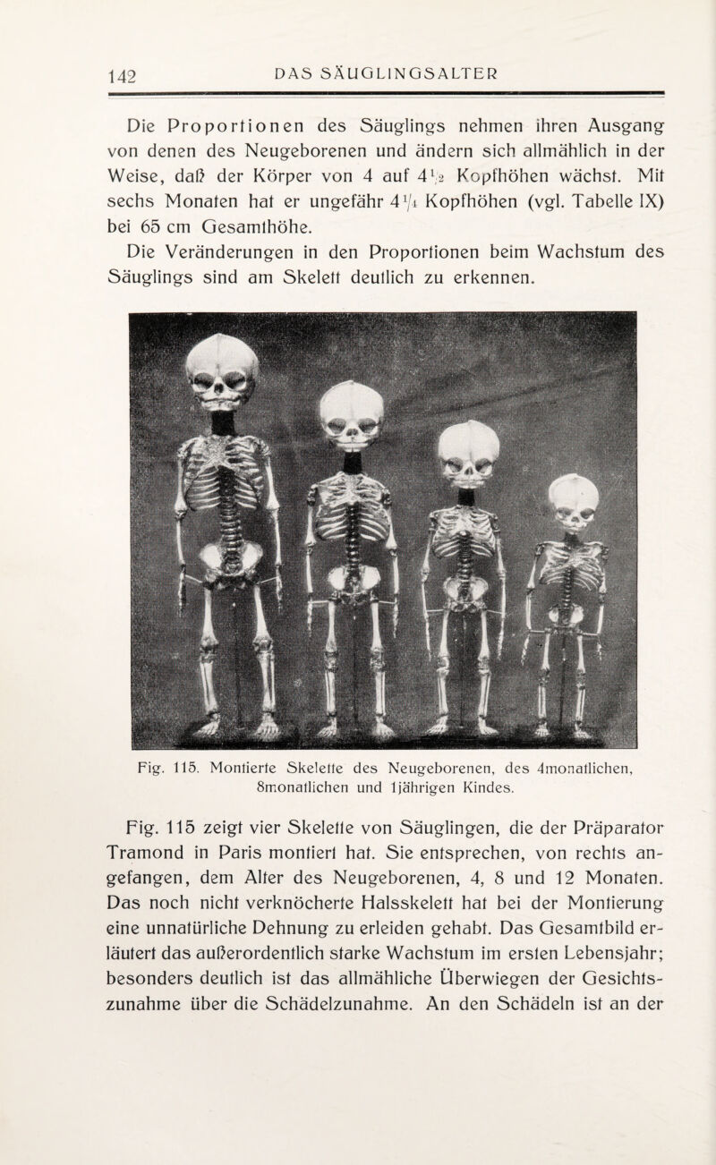 Die Proportionen des Säuglings nehmen ihren Ausgang von denen des Neugeborenen und ändern sich allmählich in der Weise, daß der Körper von 4 auf 412 Kopfhöhen wächst. Mit sechs Monaten hat er ungefähr 4V± Kopfhöhen (vgl. Tabelle IX) bei 65 cm Gesamlhöhe. Die Veränderungen in den Proportionen beim Wachstum des Säuglings sind am Skelett deutlich zu erkennen. Fig. 115. Montierte Skelette des Neugeborenen, des Monatlichen, Smonatlichen und ljährigen Kindes. Fig. 115 zeigt vier Skelette von Säuglingen, die der Präparator Tramond in Paris montiert hat. Sie entsprechen, von rechts an¬ gefangen, dem Alter des Neugeborenen, 4, 8 und 12 Monaten. Das noch nicht verknöcherte Halsskelett hat bei der Montierung eine unnatürliche Dehnung zu erleiden gehabt. Das Gesamtbild er¬ läutert das außerordentlich starke Wachstum im ersten Lebensjahr; besonders deutlich ist das allmähliche Überwiegen der Gesichts¬ zunahme über die Schädelzunahme. An den Schädeln ist an der